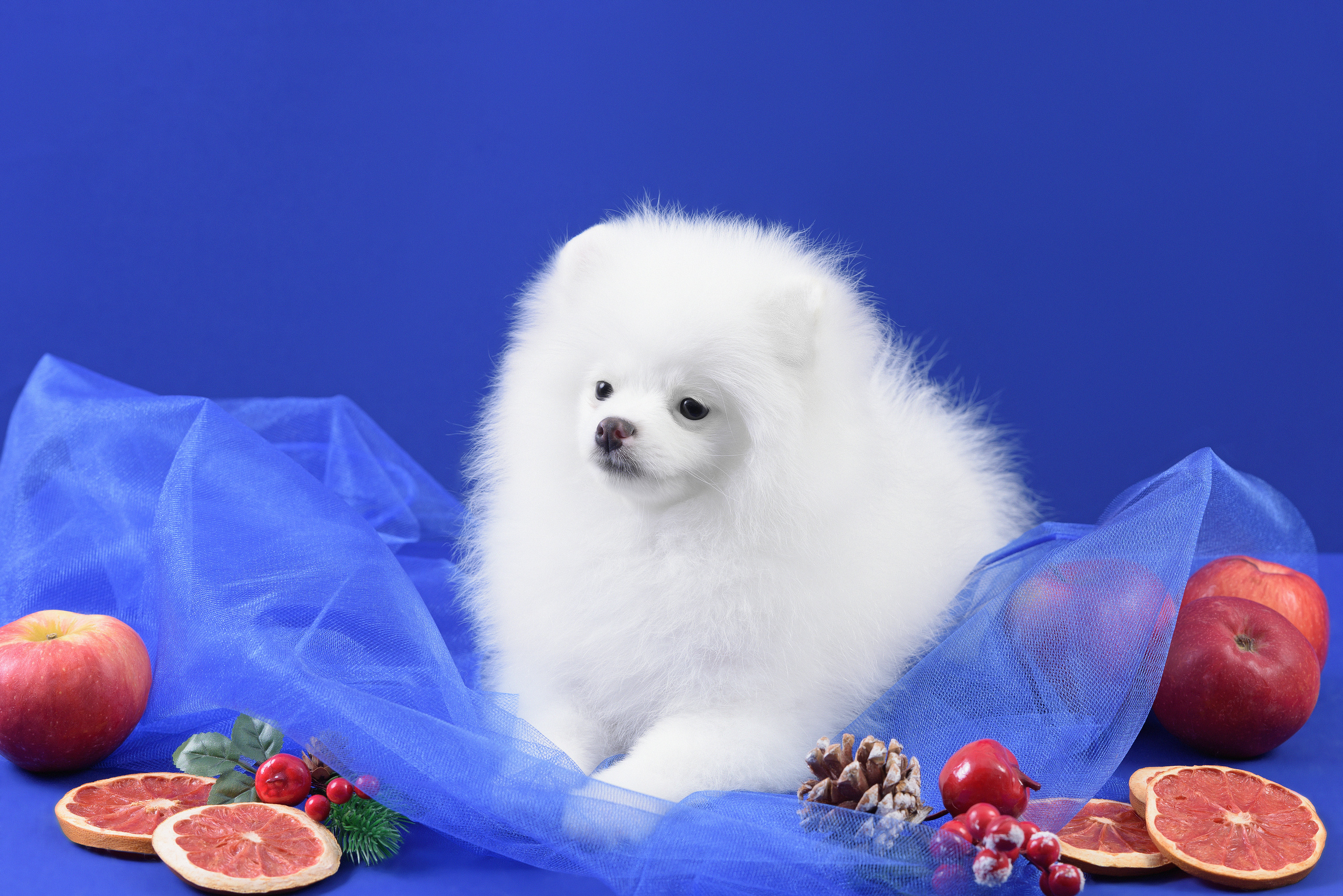 Фотограф анималист в Санкт-Петербурге Ирина Ковалева