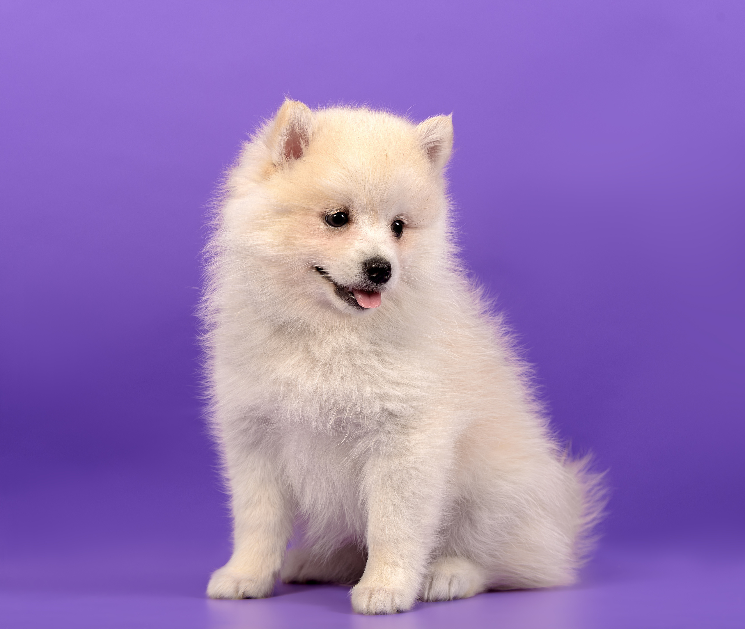 Фотограф анималист в Санкт-Петербурге Ирина Ковалева