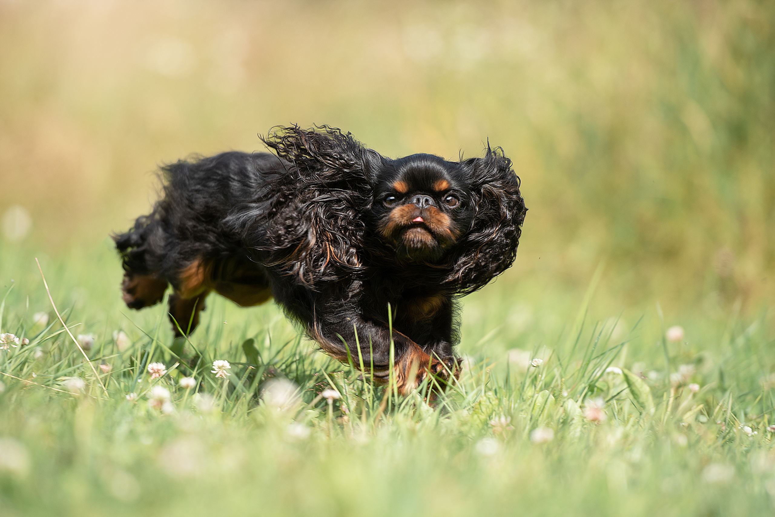 Фотограф анималист в Санкт-Петербурге Ирина Ковалева