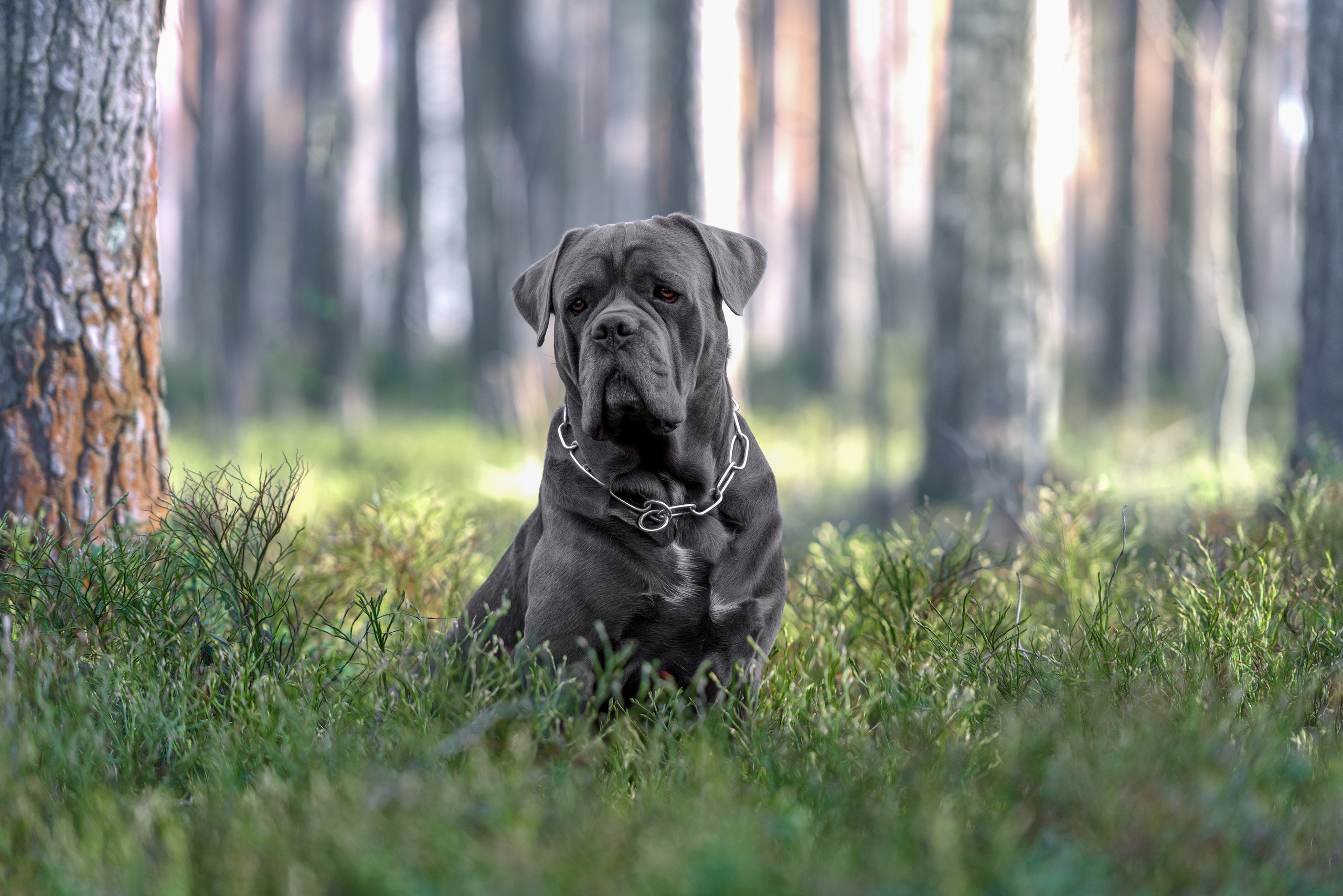 Фотограф анималист в Санкт-Петербурге Ирина Ковалева