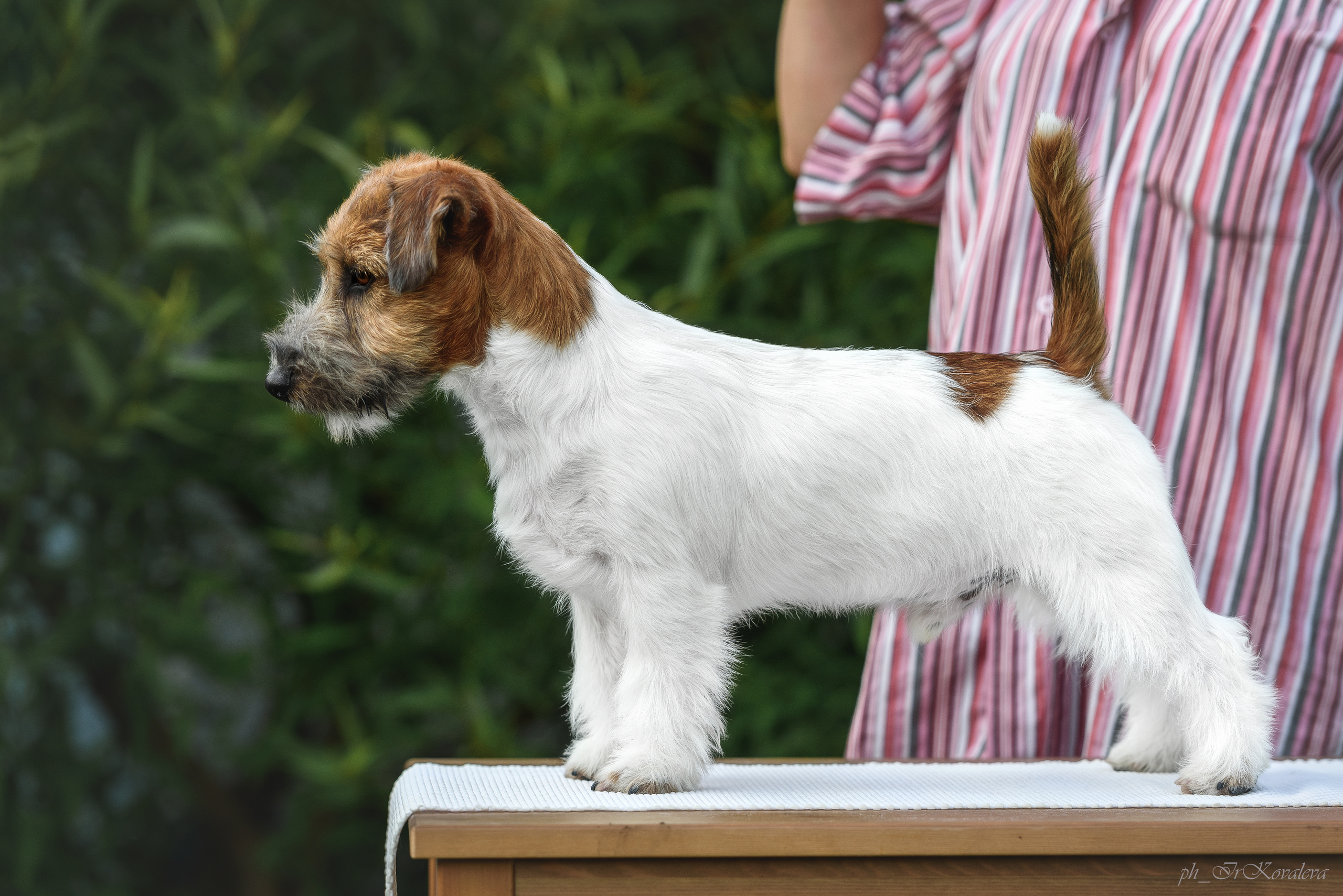 Фотограф анималист в Санкт-Петербурге Ирина Ковалева