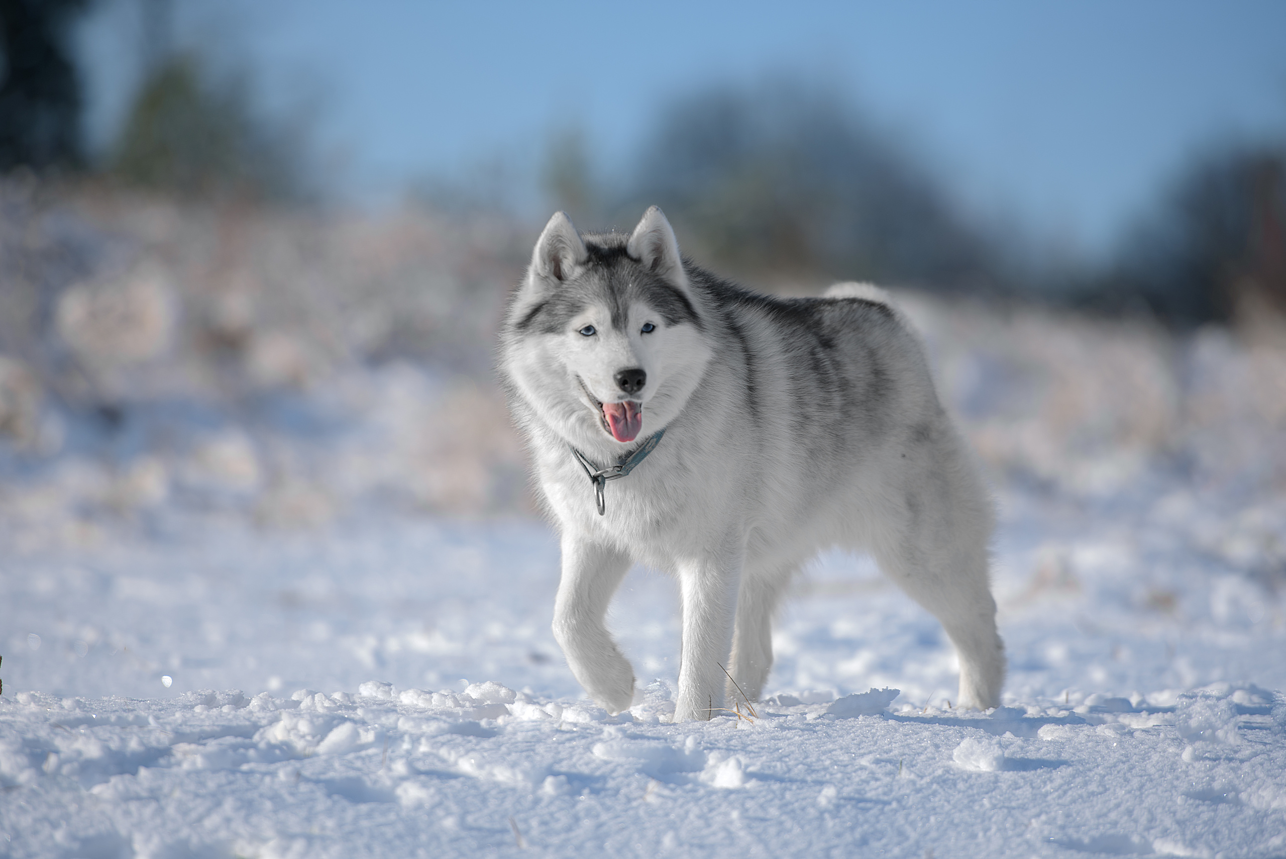 Фотограф анималист в Санкт-Петербурге Ирина Ковалева