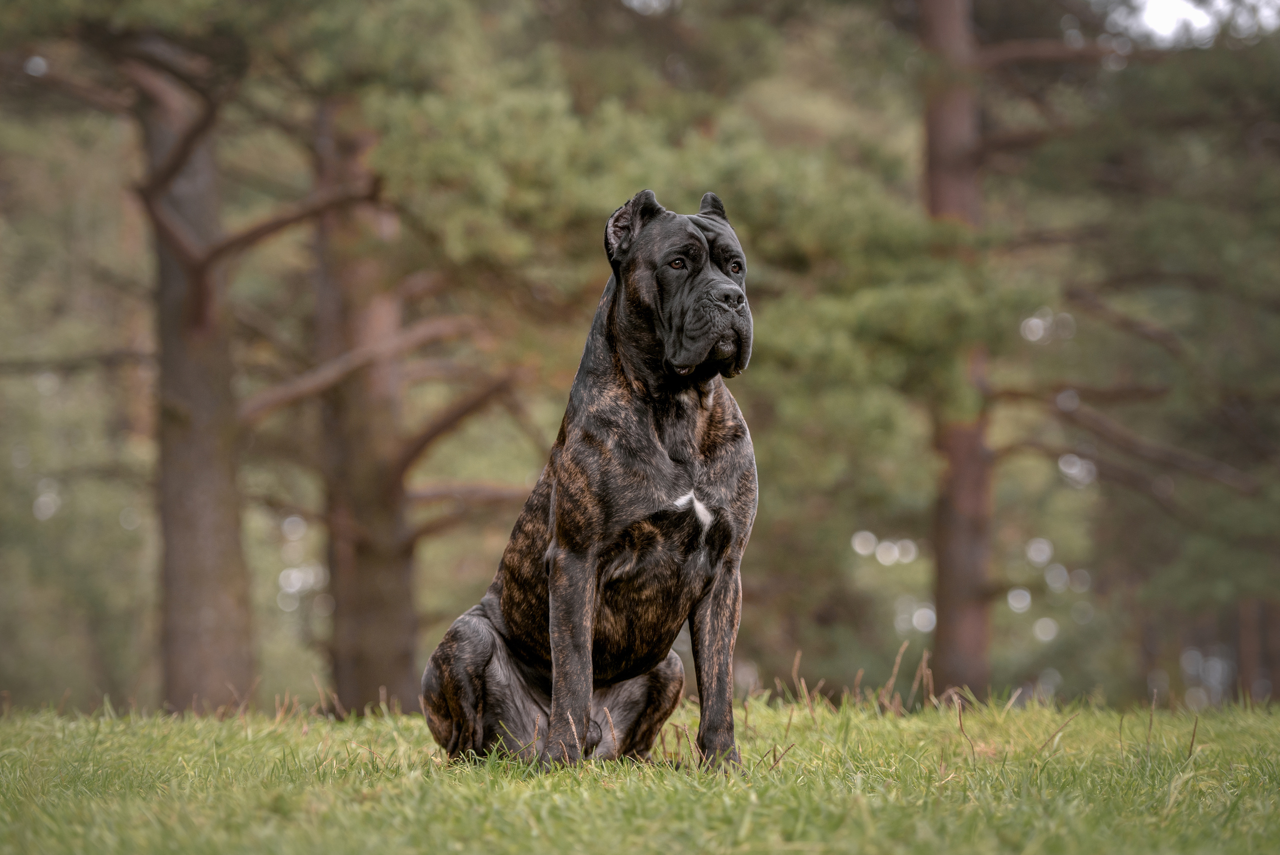 Фотограф анималист в Санкт-Петербурге Ирина Ковалева