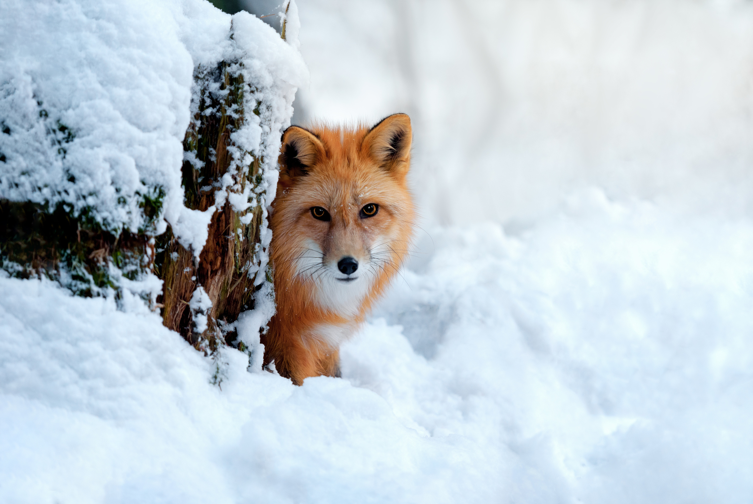 Фотограф анималист в Санкт-Петербурге Ирина Ковалева
