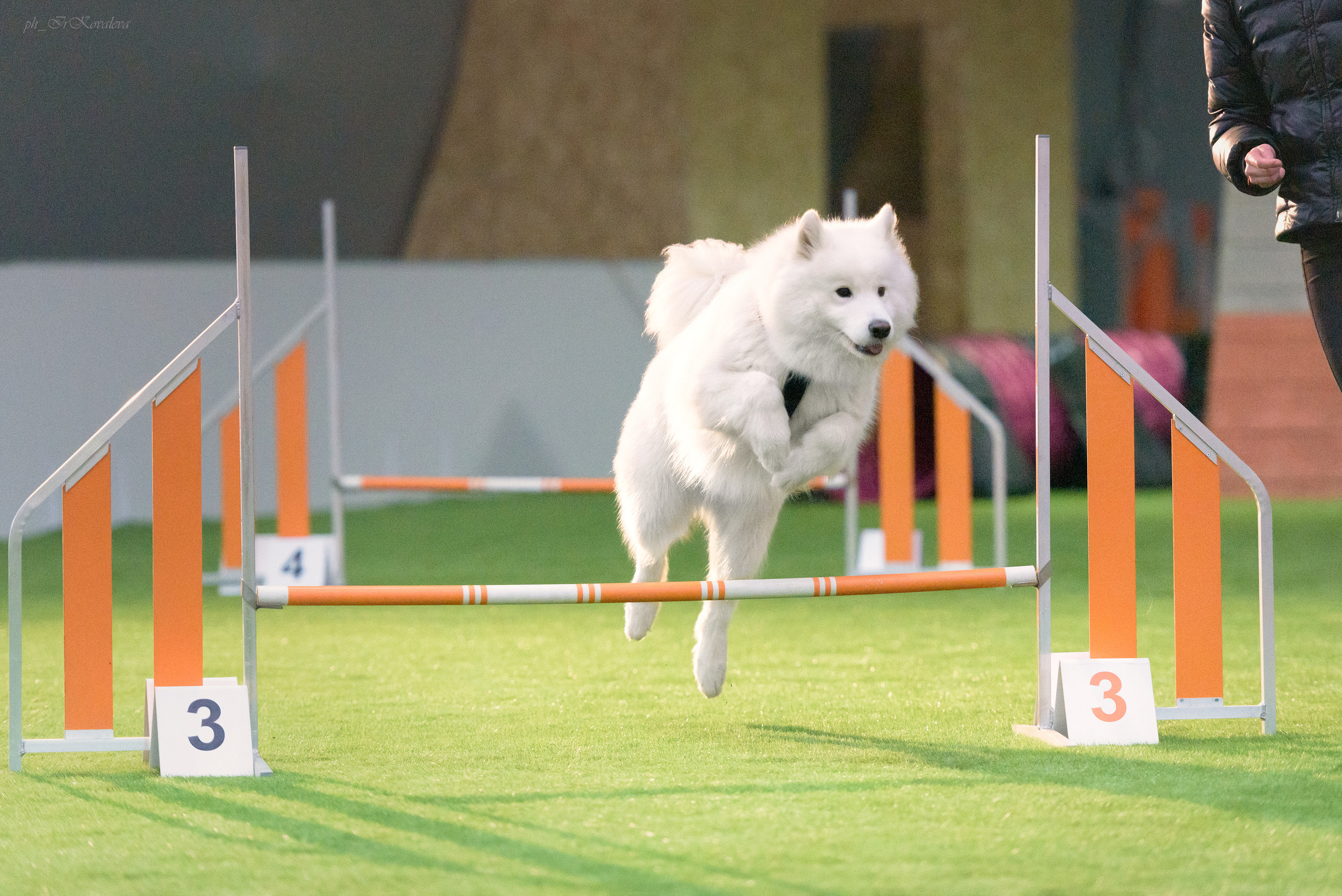Фотограф анималист в Санкт-Петербурге Ирина Ковалева