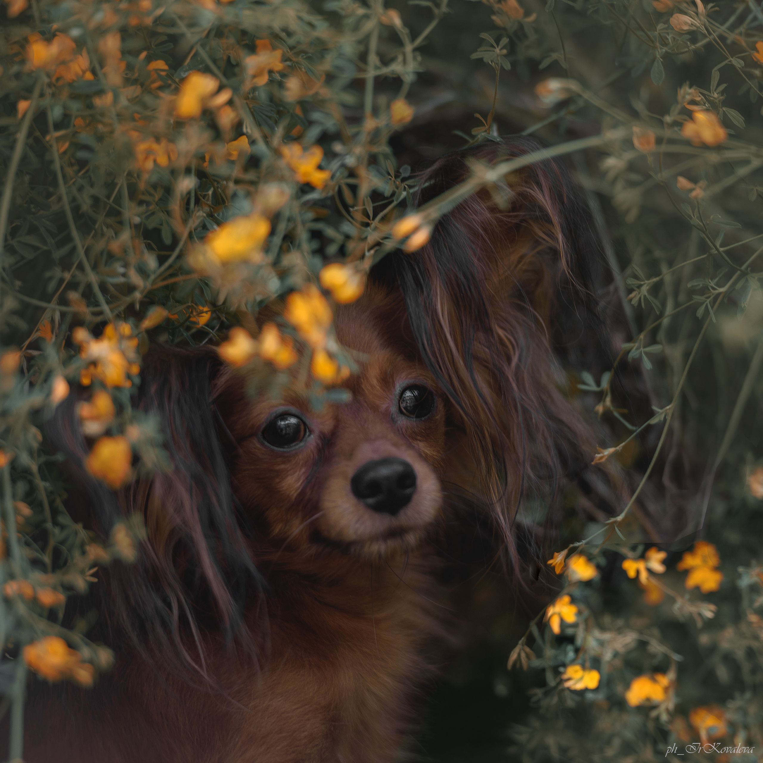 Фотограф анималист в Санкт-Петербурге Ирина Ковалева