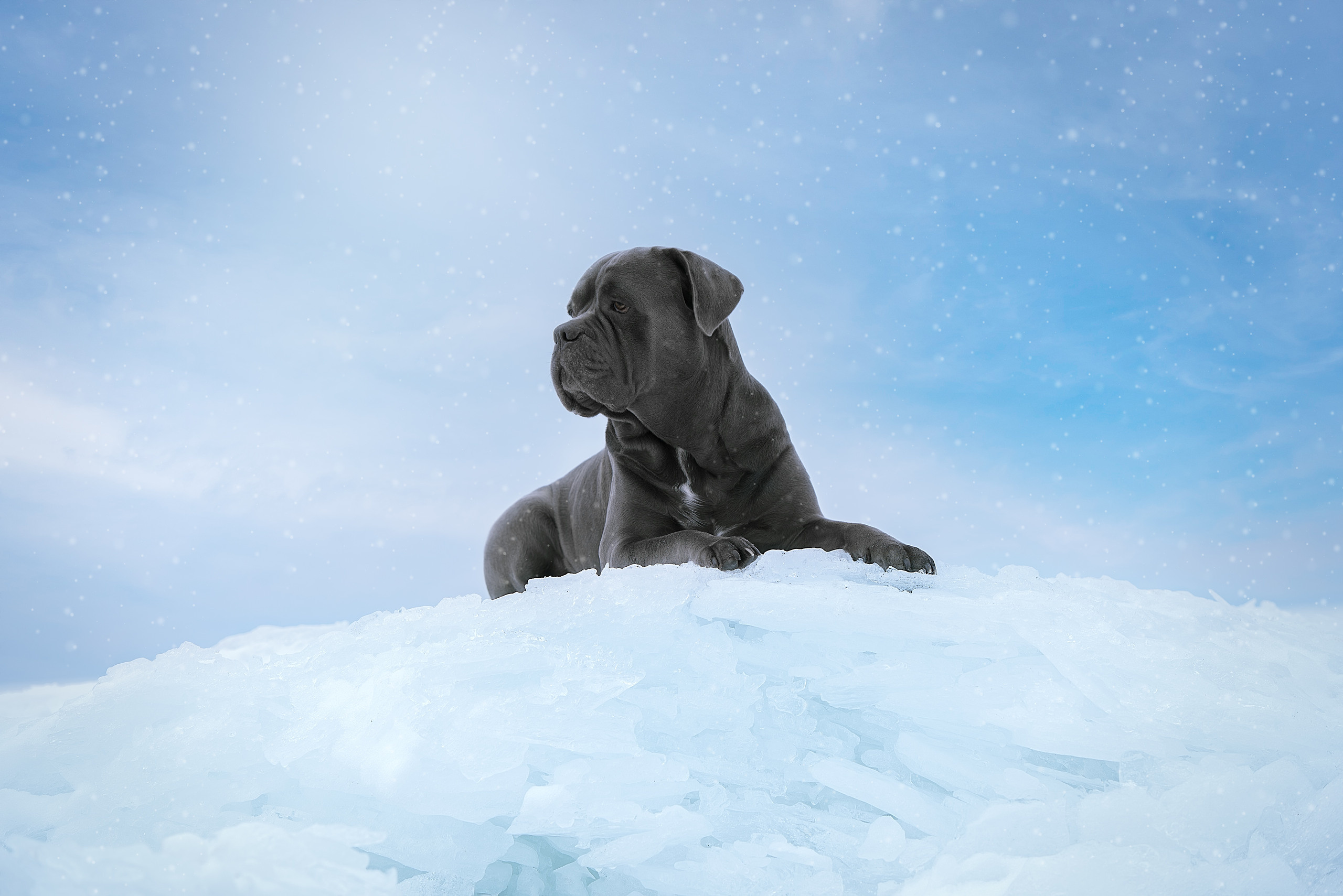 Фотограф анималист в Санкт-Петербурге Ирина Ковалева