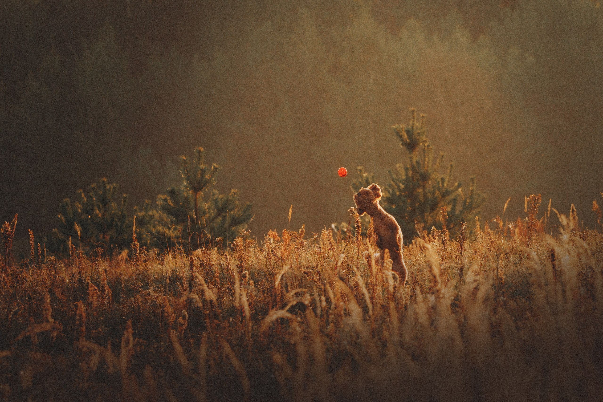 Юля, Кир и Цера. Фотограф анималист Осипчикова Мария