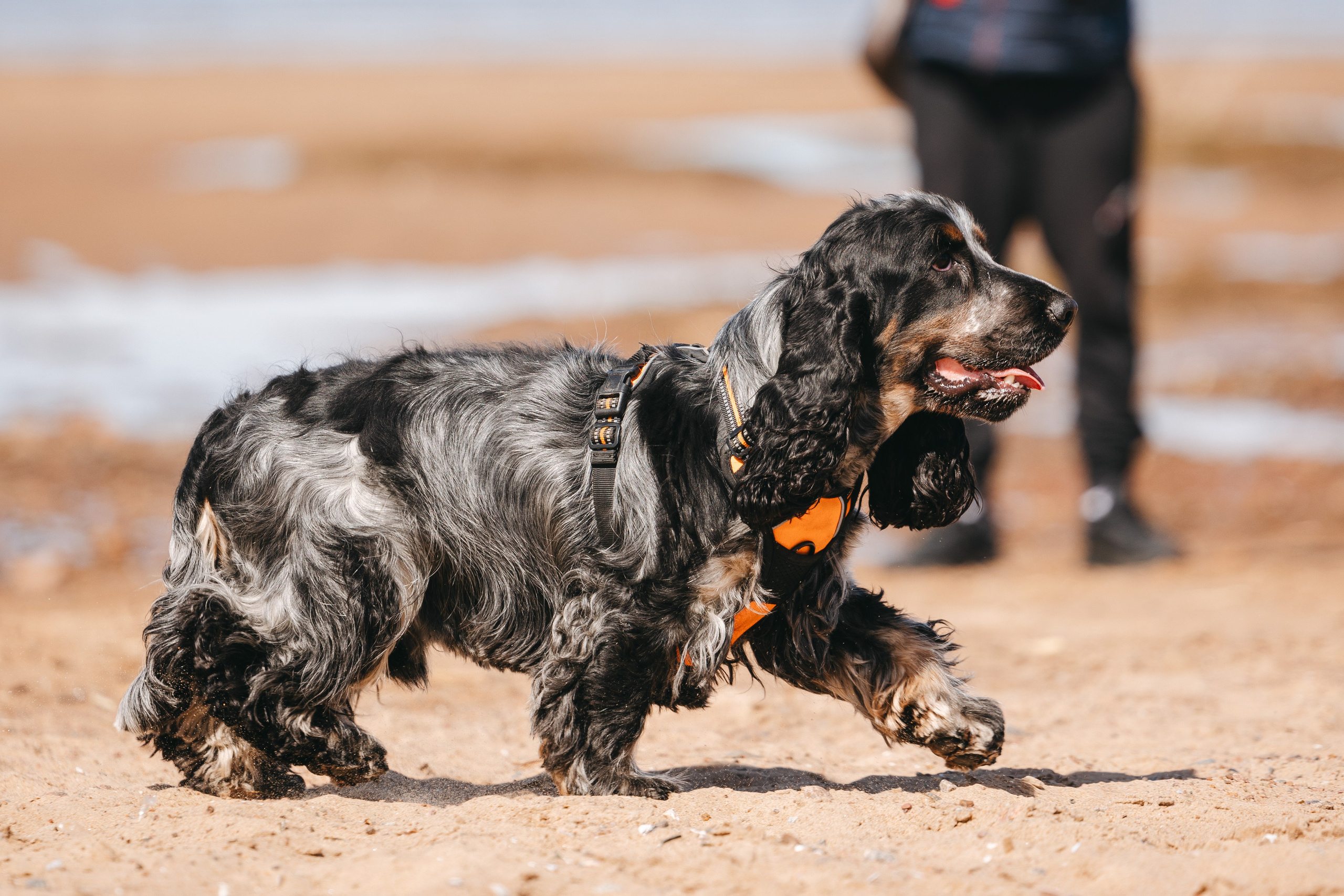Спанимания. Фотограф анималист Осипчикова Мария