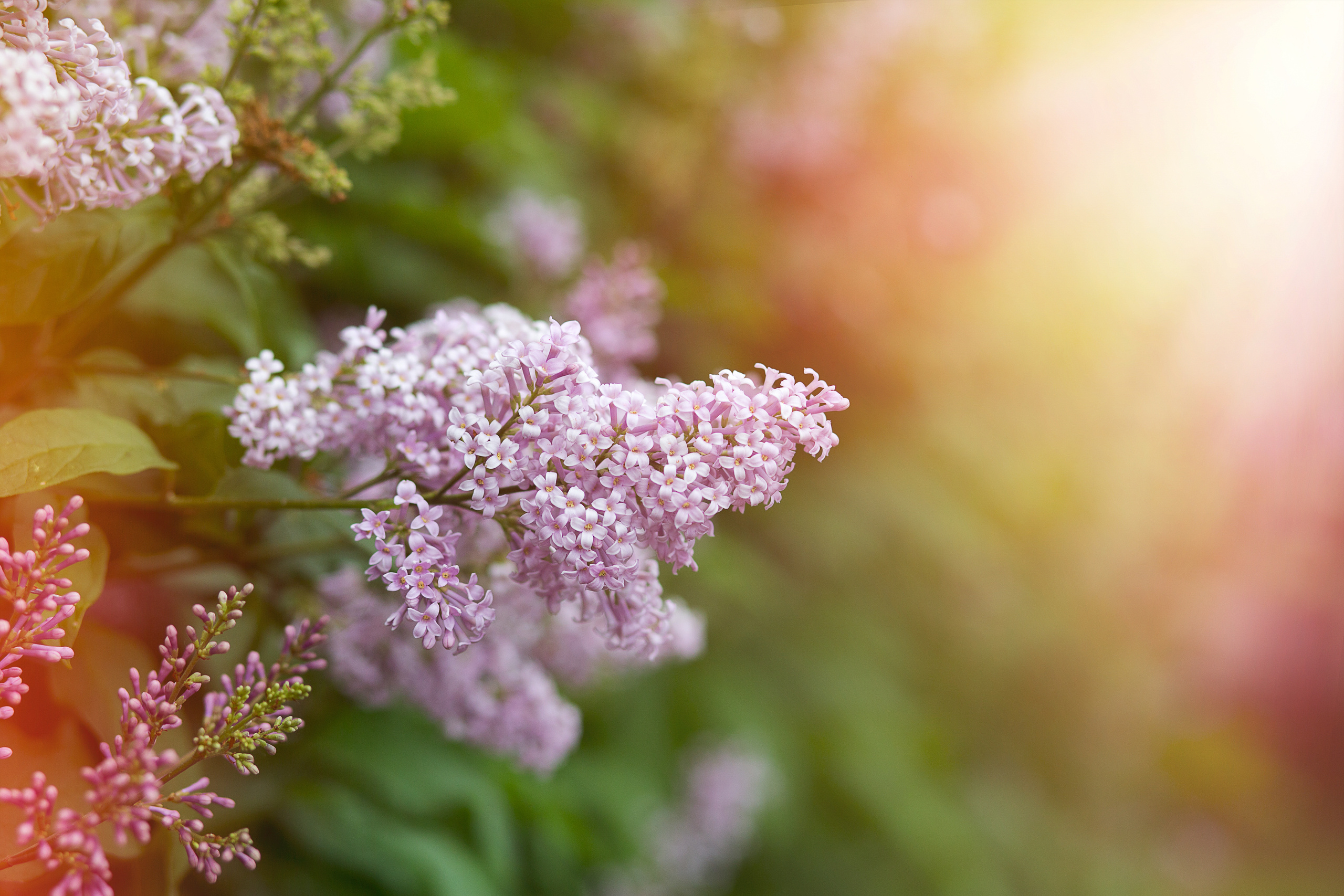 Гроздь сирени обыкновенной
