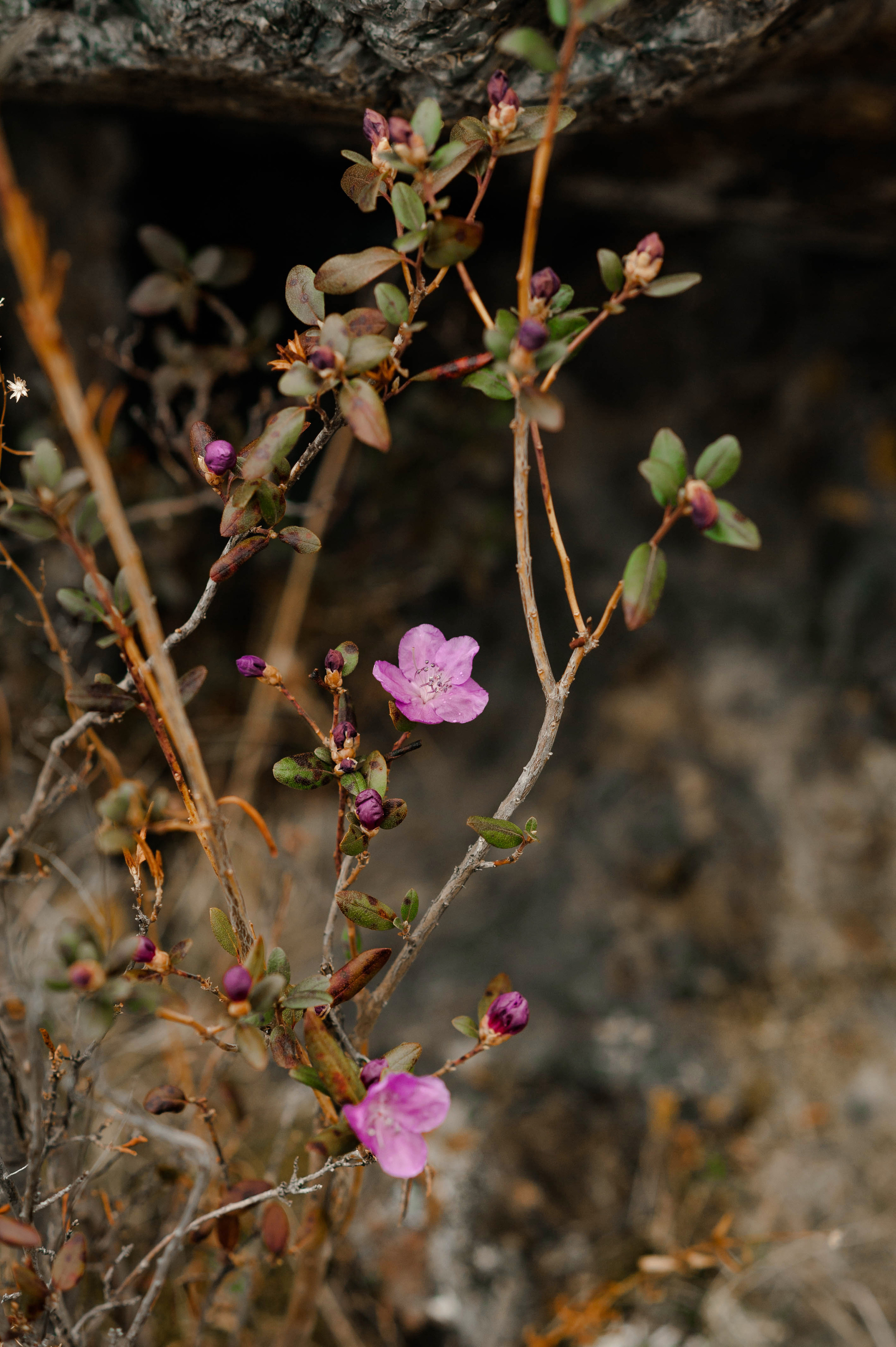 Не Бруклинский мост. Свадебный и семейный фотограф в Новосибирске, Санкт-Петербурге, Москве