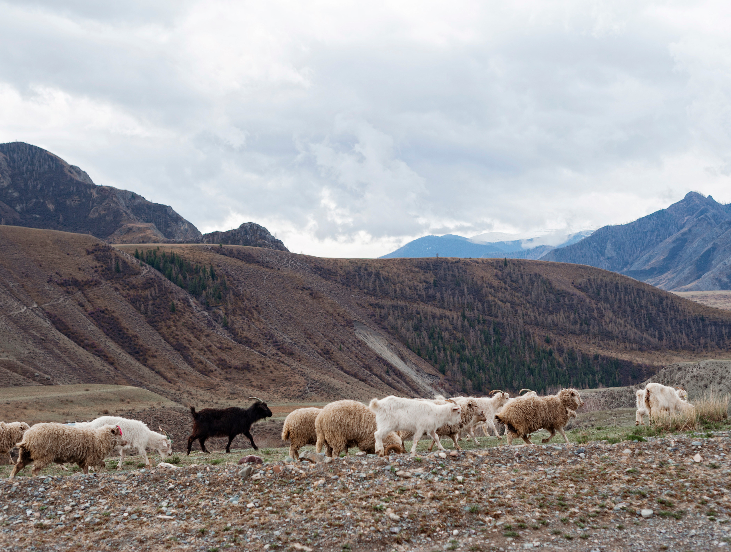 Whispering mountains. Свадебный и семейный фотограф в Новосибирске, Санкт-Петербурге, Москве