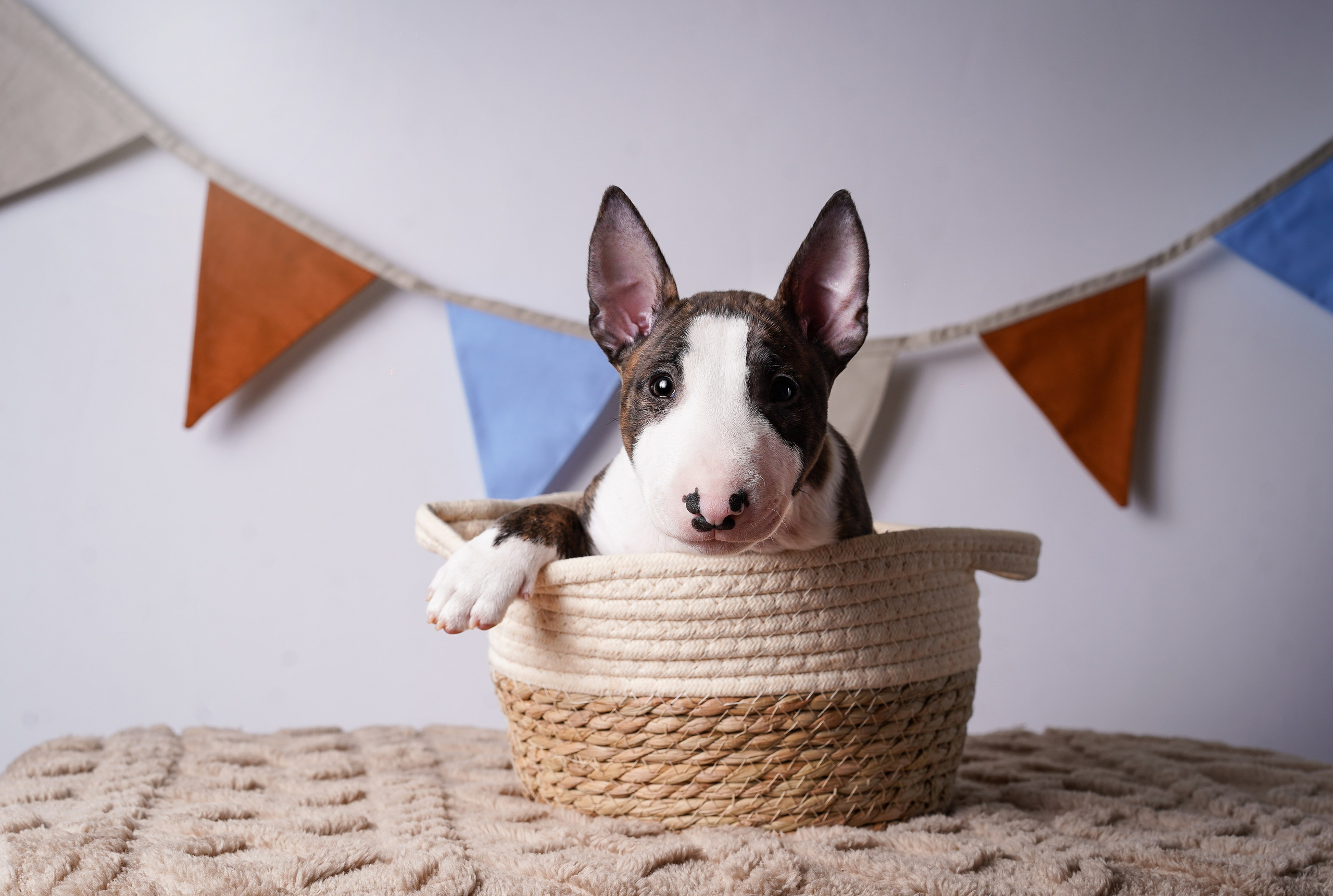 Щенки минибультерьера. Фотограф-анималист в Санкт-Петербурге Яна Мартынова