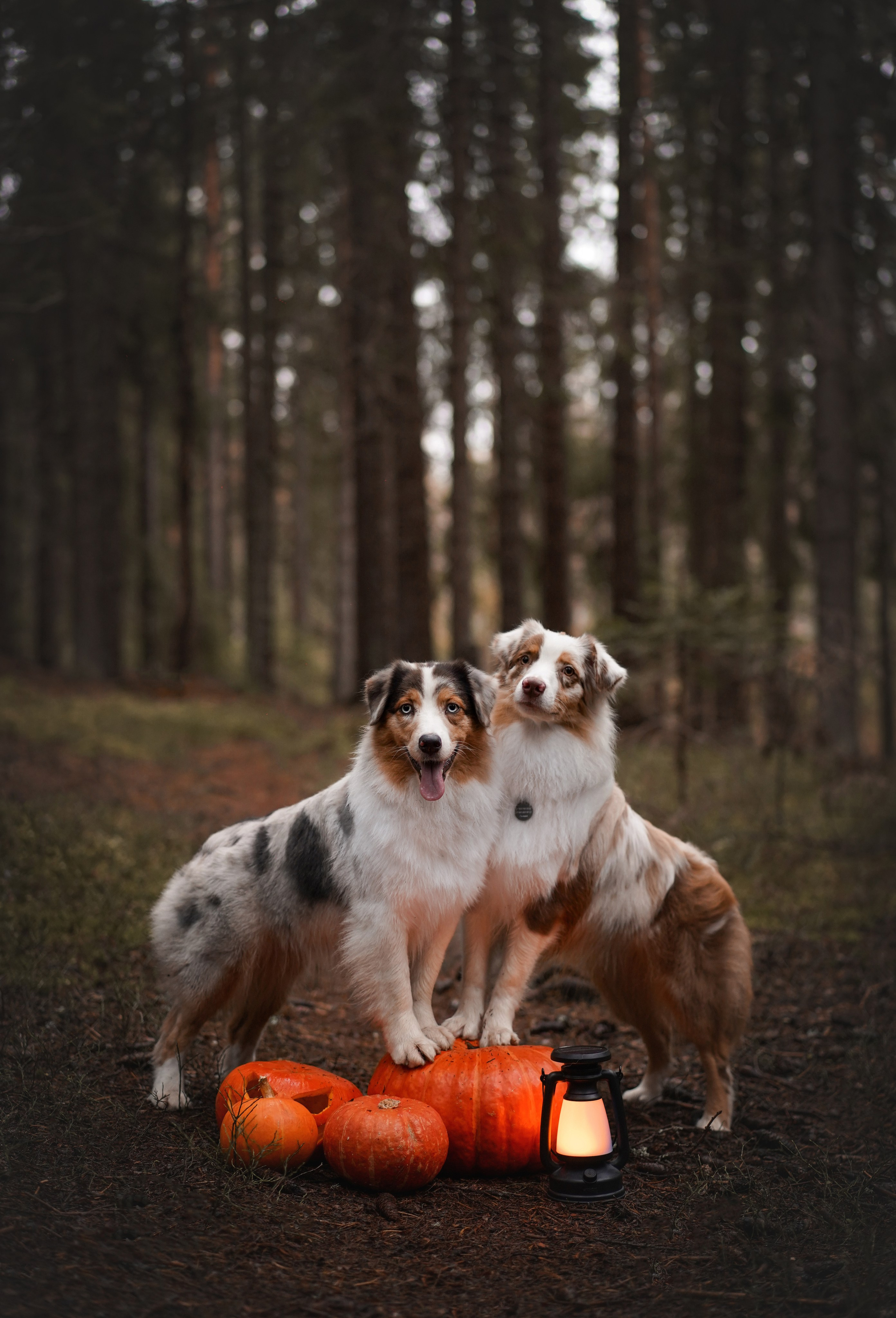 Аусси Хэллоуин 24. Фотограф-анималист в Санкт-Петербурге Яна Мартынова