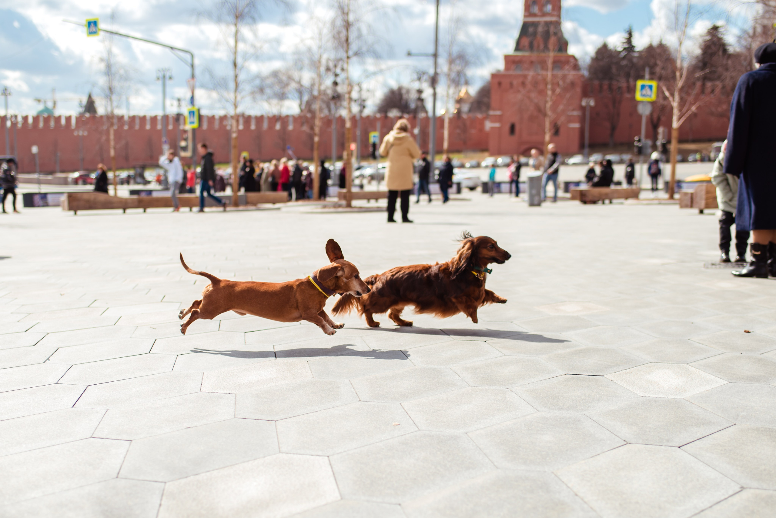 Таксы на Красной площади. Семейный Фотограф в Москве Ирина Хохлова