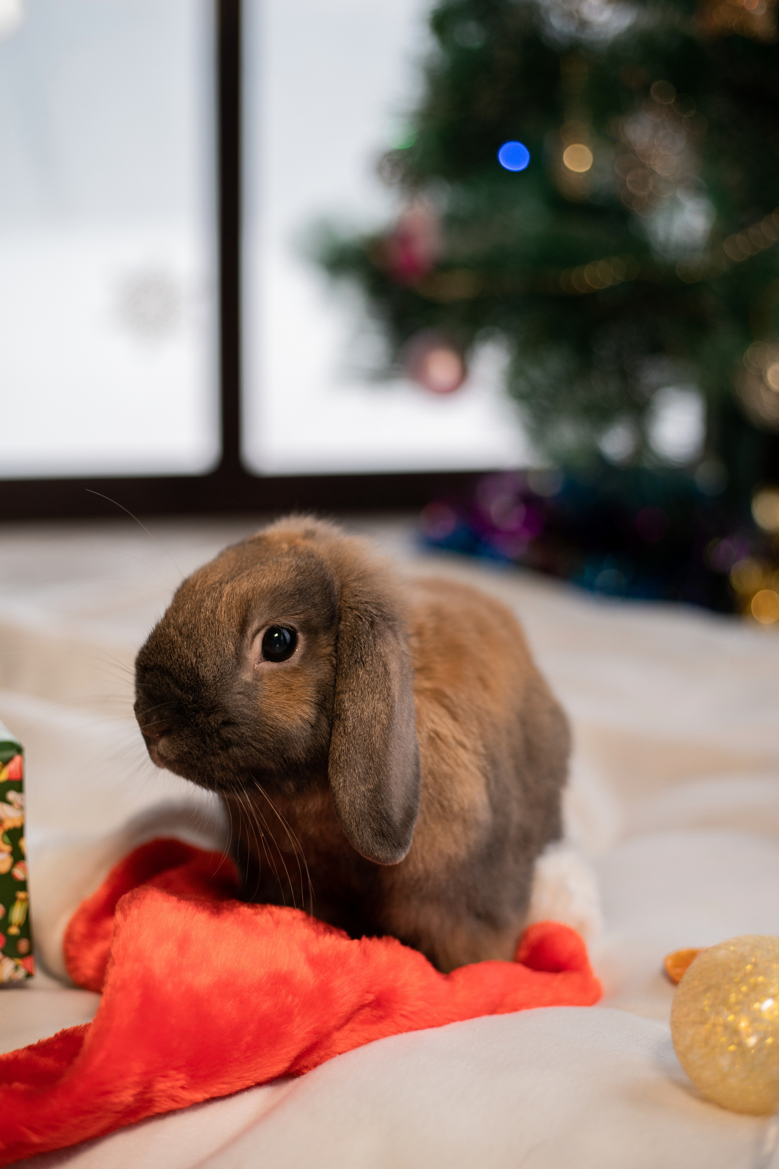 Новогодняя атмосфера. Фотограф Алина Филимонова Тверь