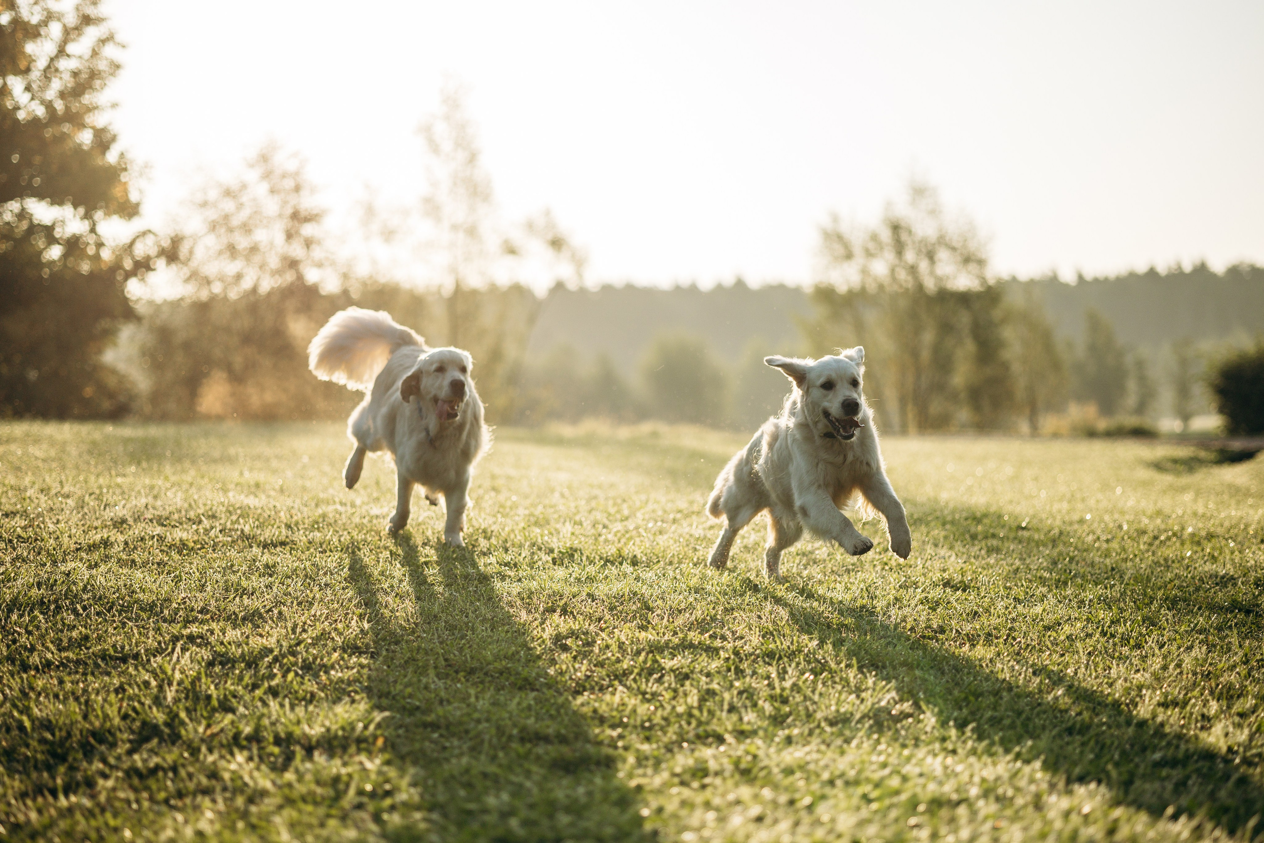 Ирина и ее золотинки. Фотограф — Анималист | Санкт-Петербург