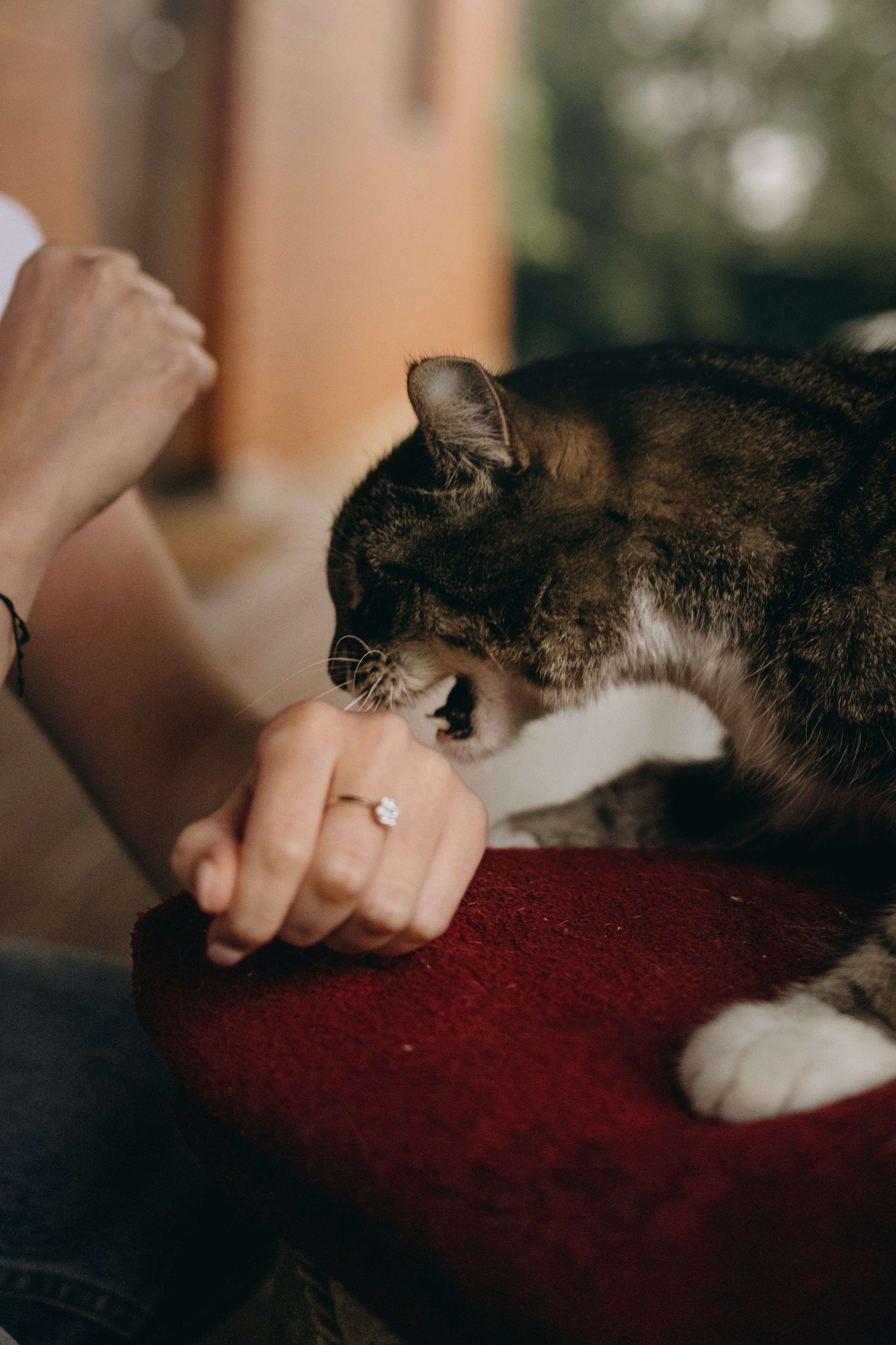 Софа и ее хвостики. Фотограф — Анималист | Санкт-Петербург