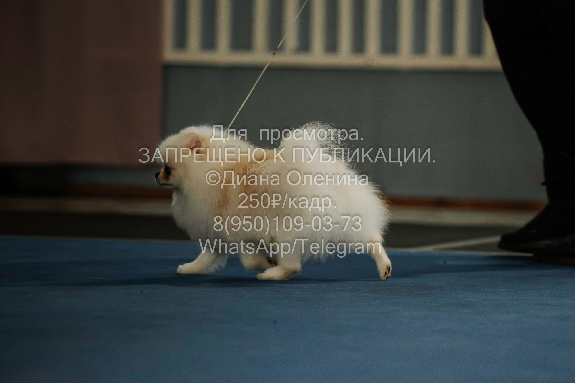 Выставка собак Красноярск 29.10.2023. Фотограф Диана Оленина Красноярск / Братск