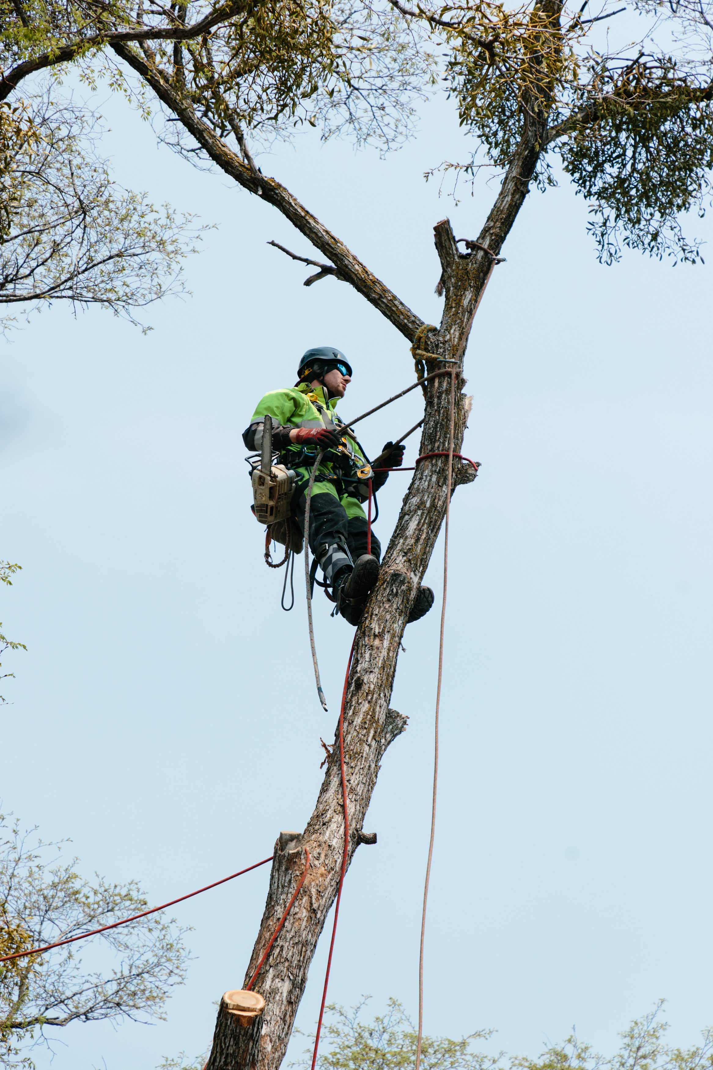 Арборист. Семейный фотограф в Хабаровске Катаева Ольга