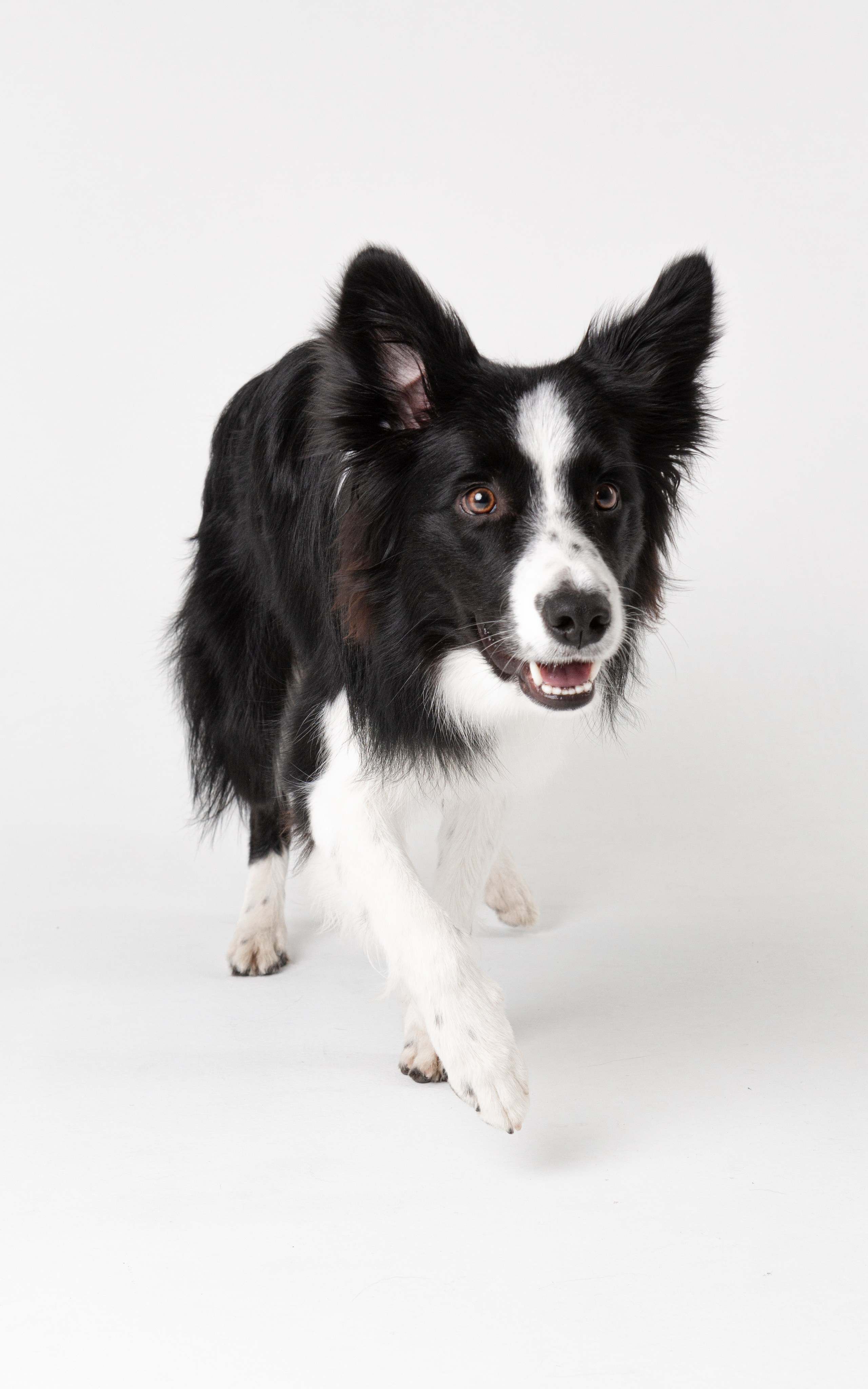 Фотосъёмка животных. Предметный и репортажный фотограф Алексей Кротов