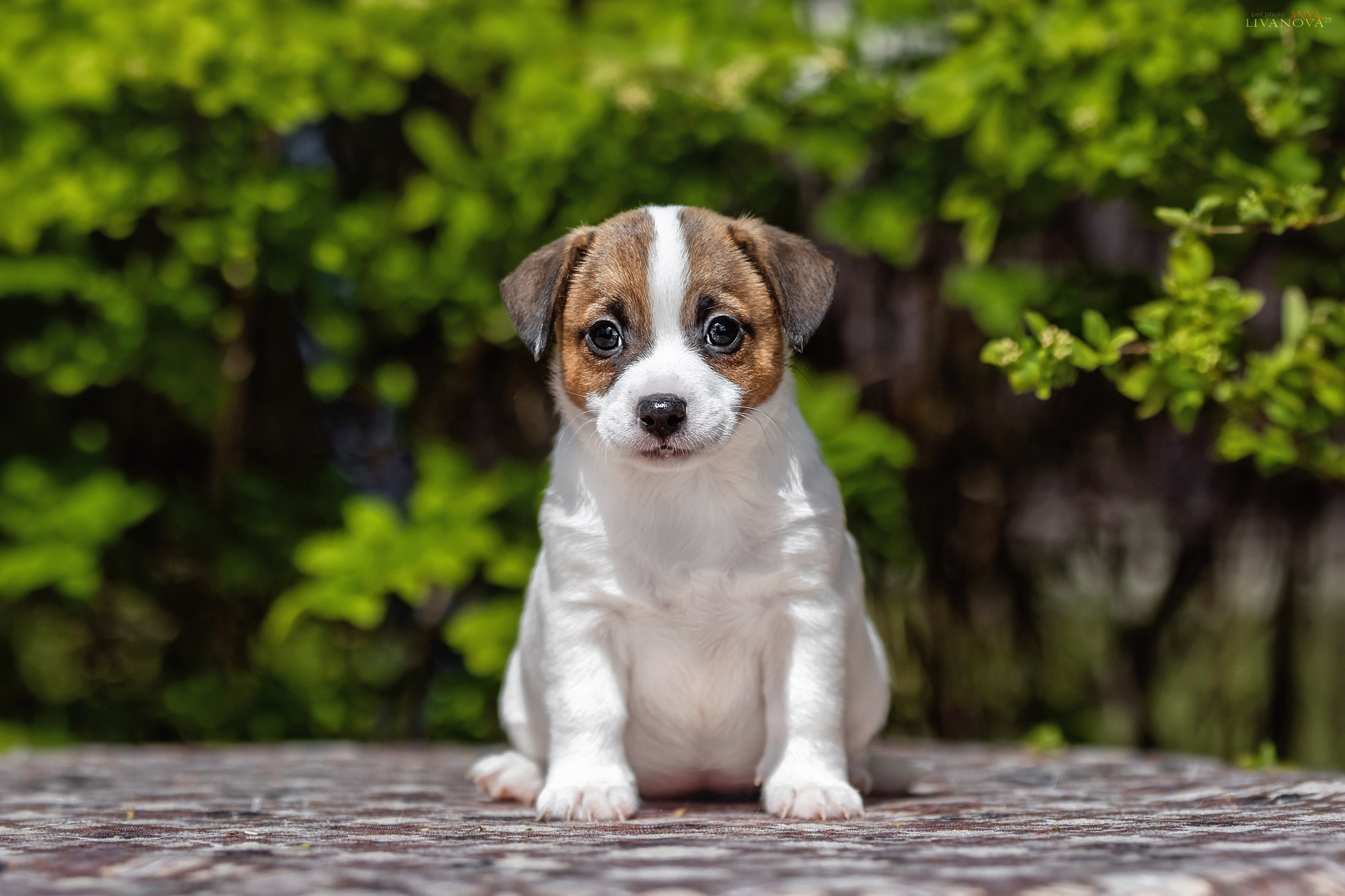 ДРТ. Фотограф анималист Аня Ливанова | Рыбинск