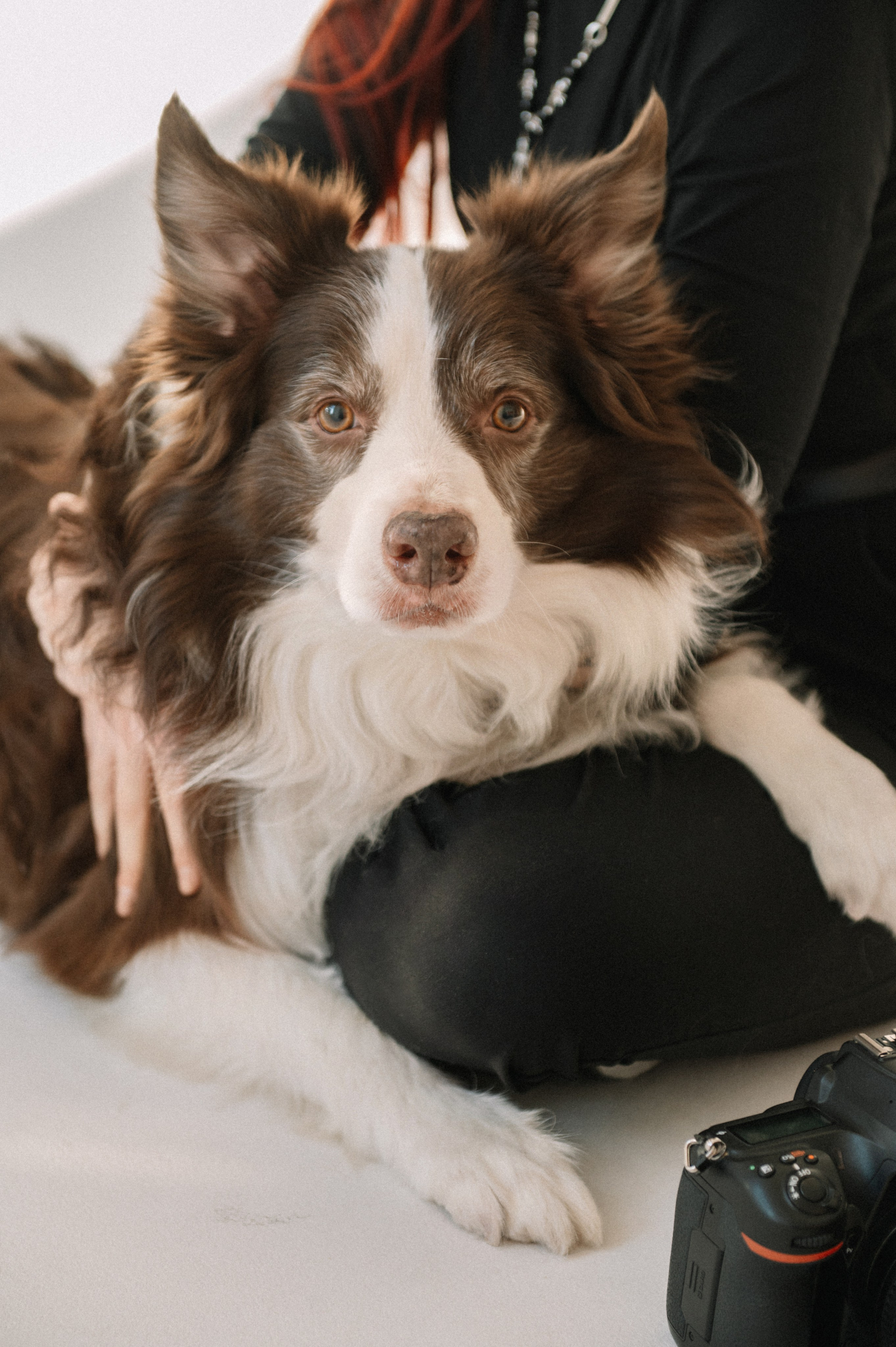 Аня и бордер-колли Вик (Королев, 2025). Анна Пушина, фотограф, Москва, Королев, Пушкино