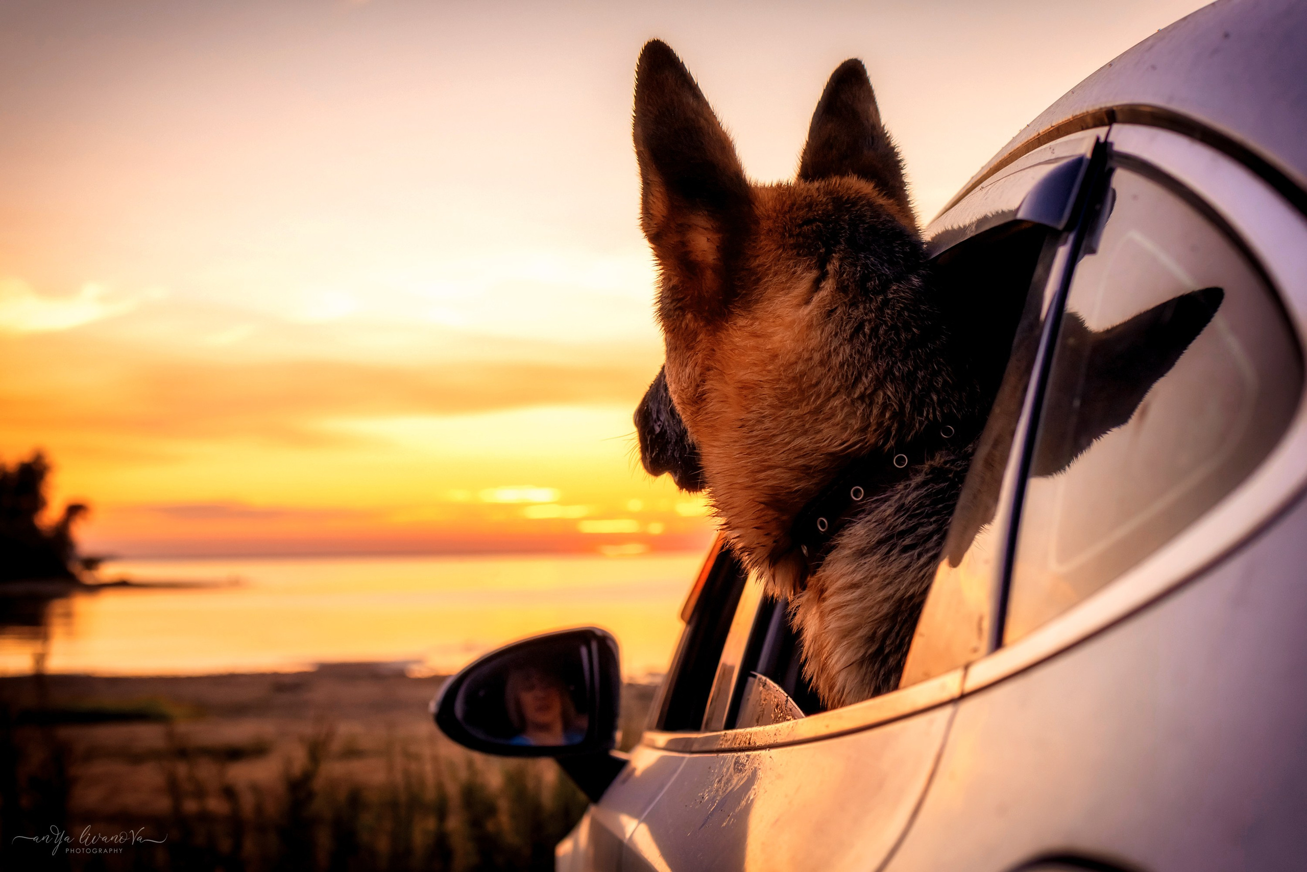 Прайд на море. Фотограф анималист Аня Ливанова | Рыбинск