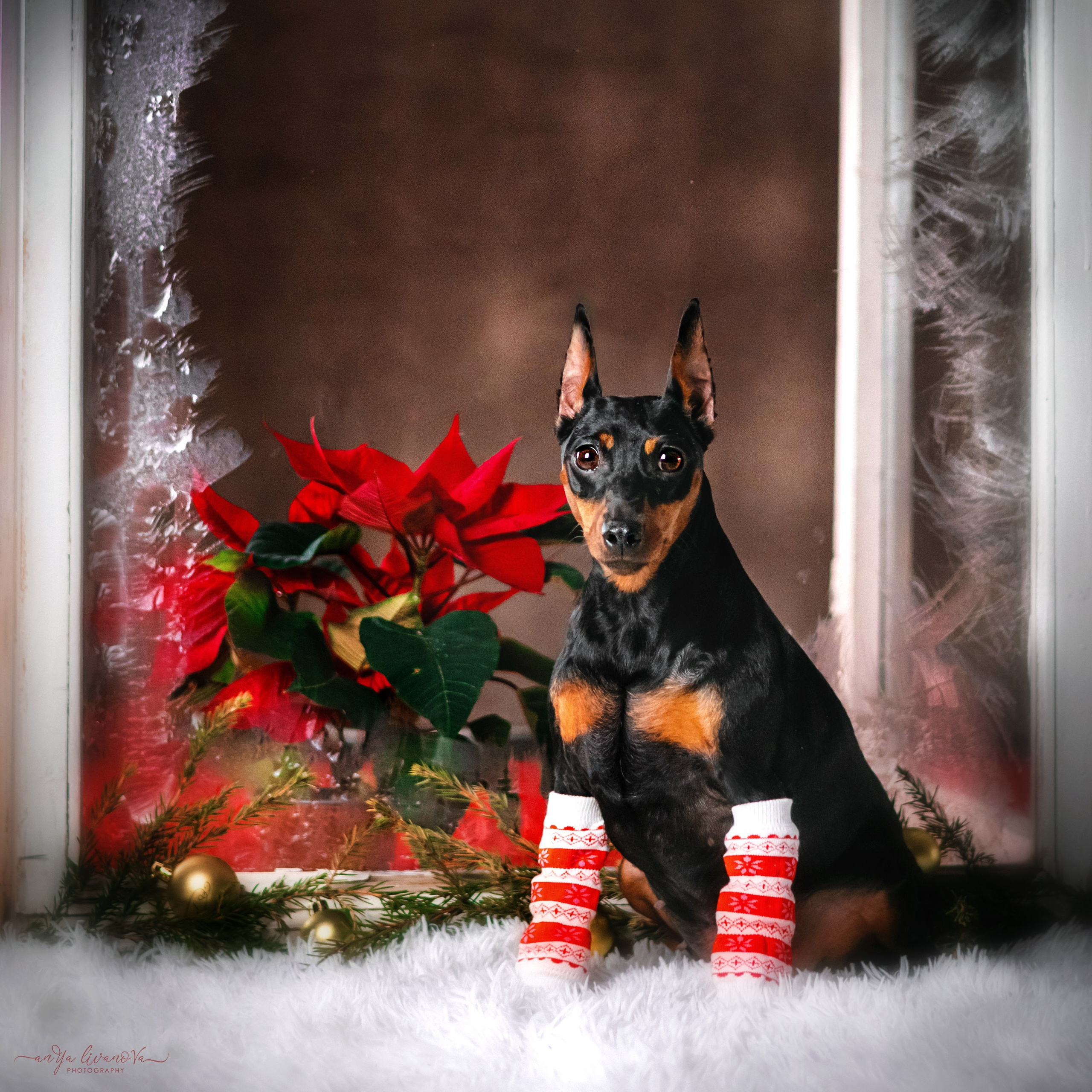 Окошко. Фотограф анималист Аня Ливанова | Рыбинск