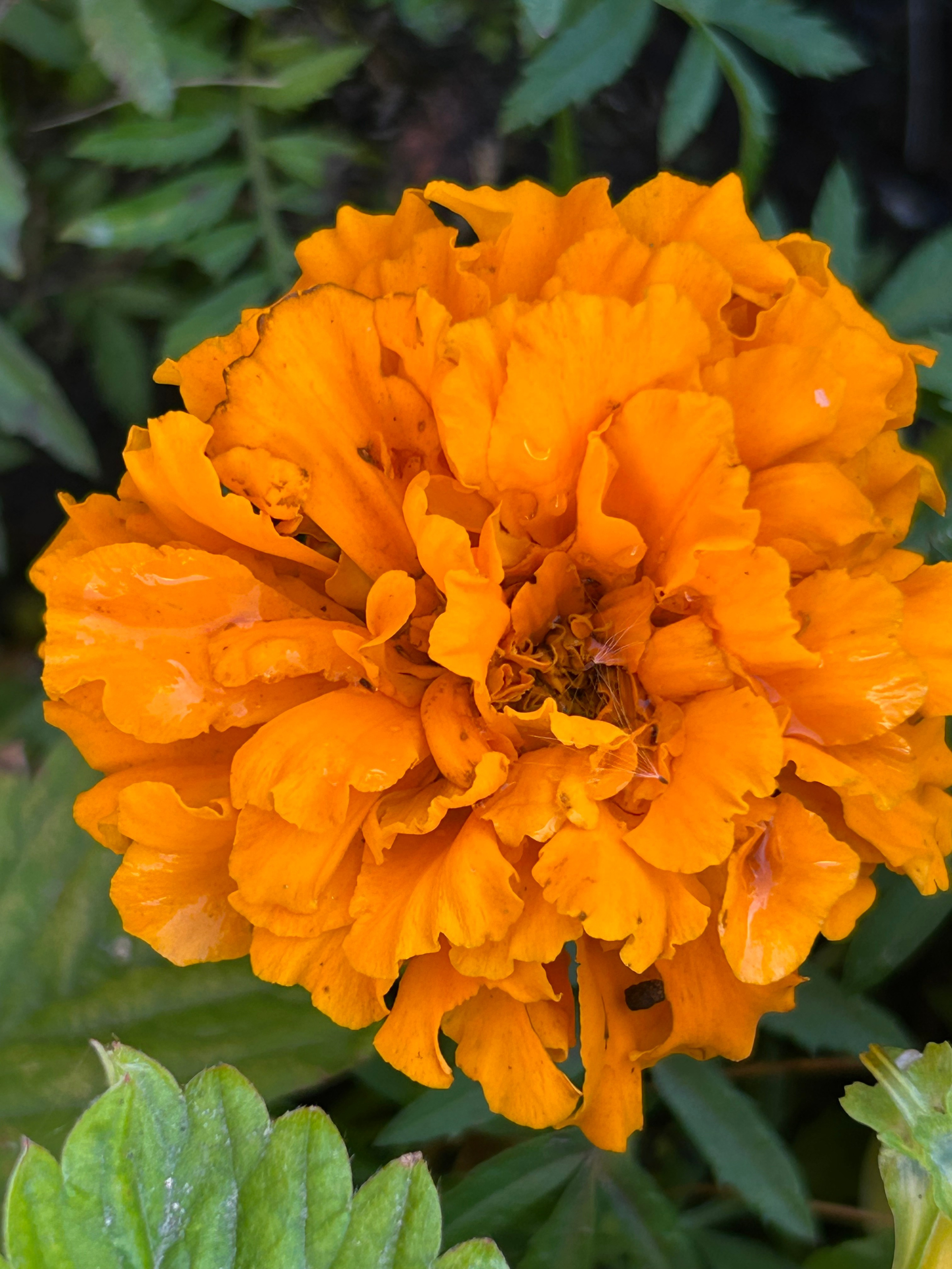 Природа. Фотокружок «Видоискатель» ГБОУ СОШ № 291