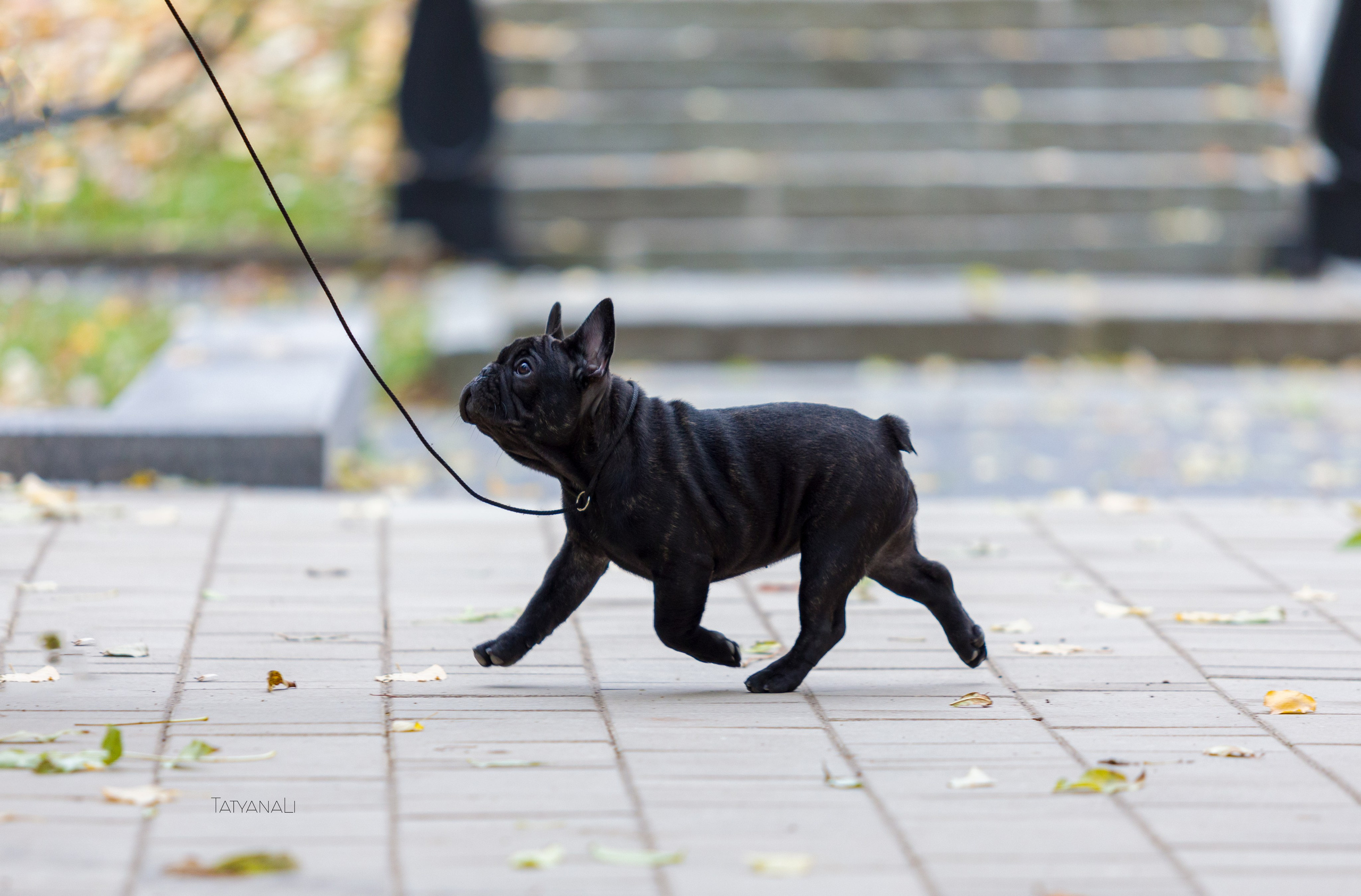 Французкий бульдог. Фотограф — анималист Татьяна Ли
