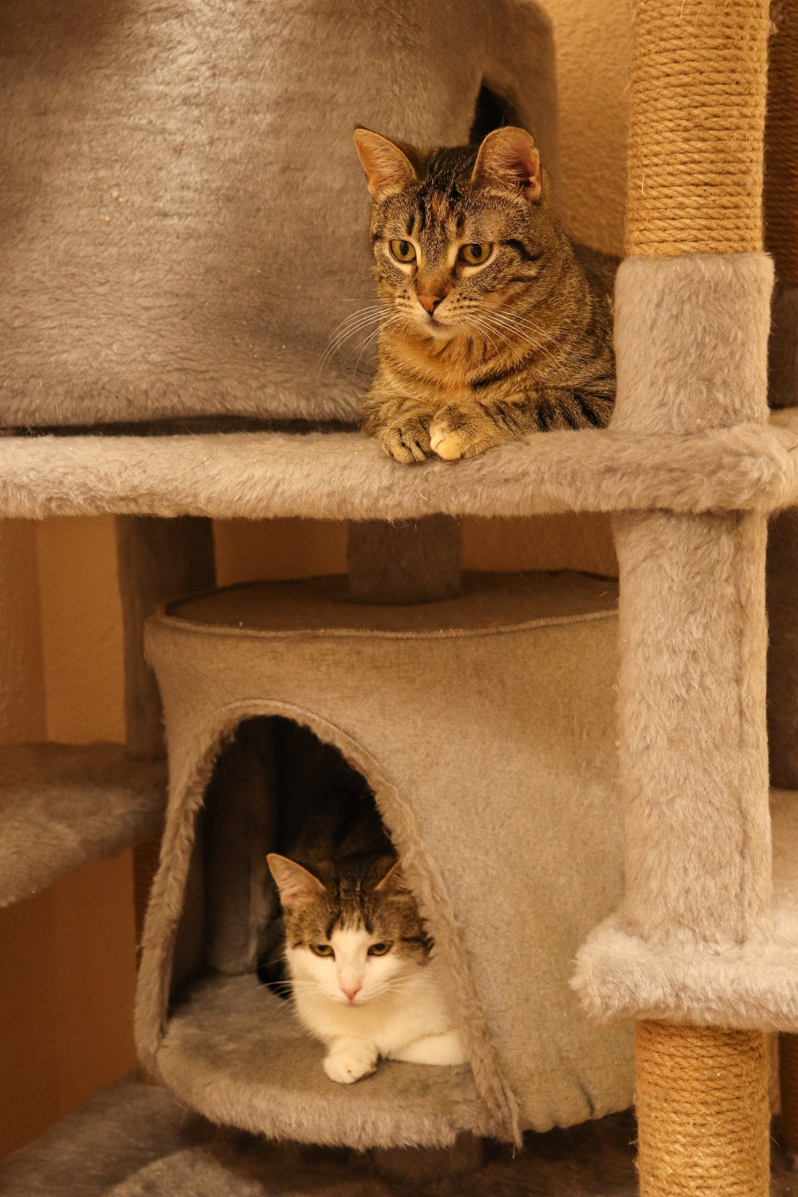 Петербургский дом кота (27 июня 2024). Ивентный фотограф в Санкт-Петербурге Олег Комков