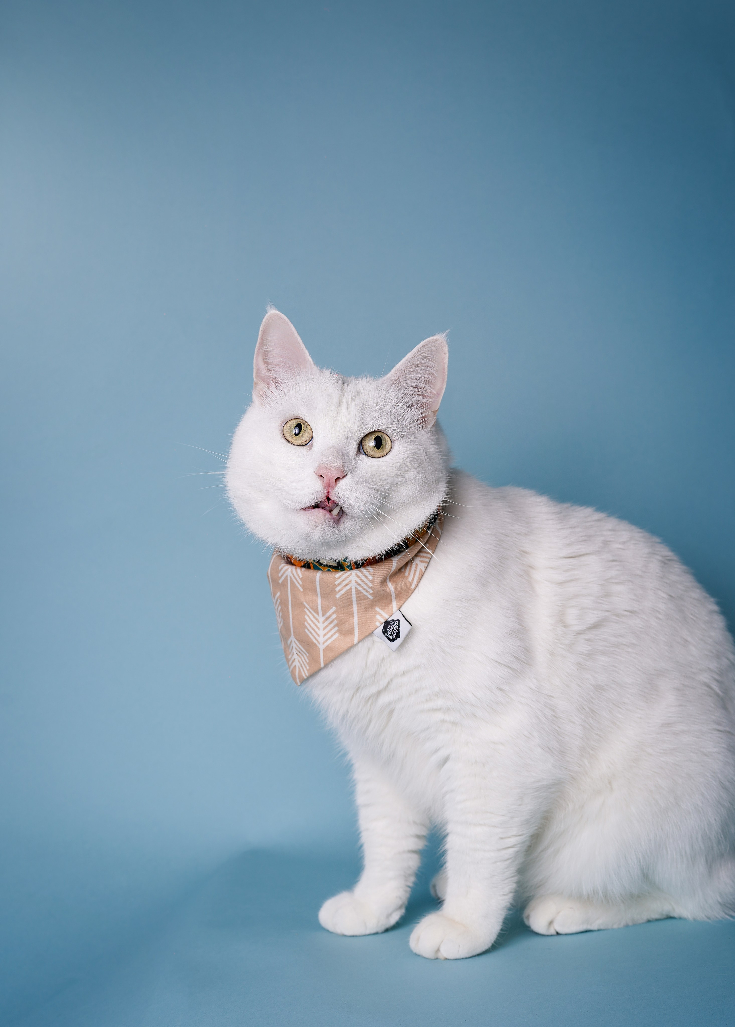 Маффин и Сэм. Фотограф-анималист в Санкт-Петербурге Яна Мартынова