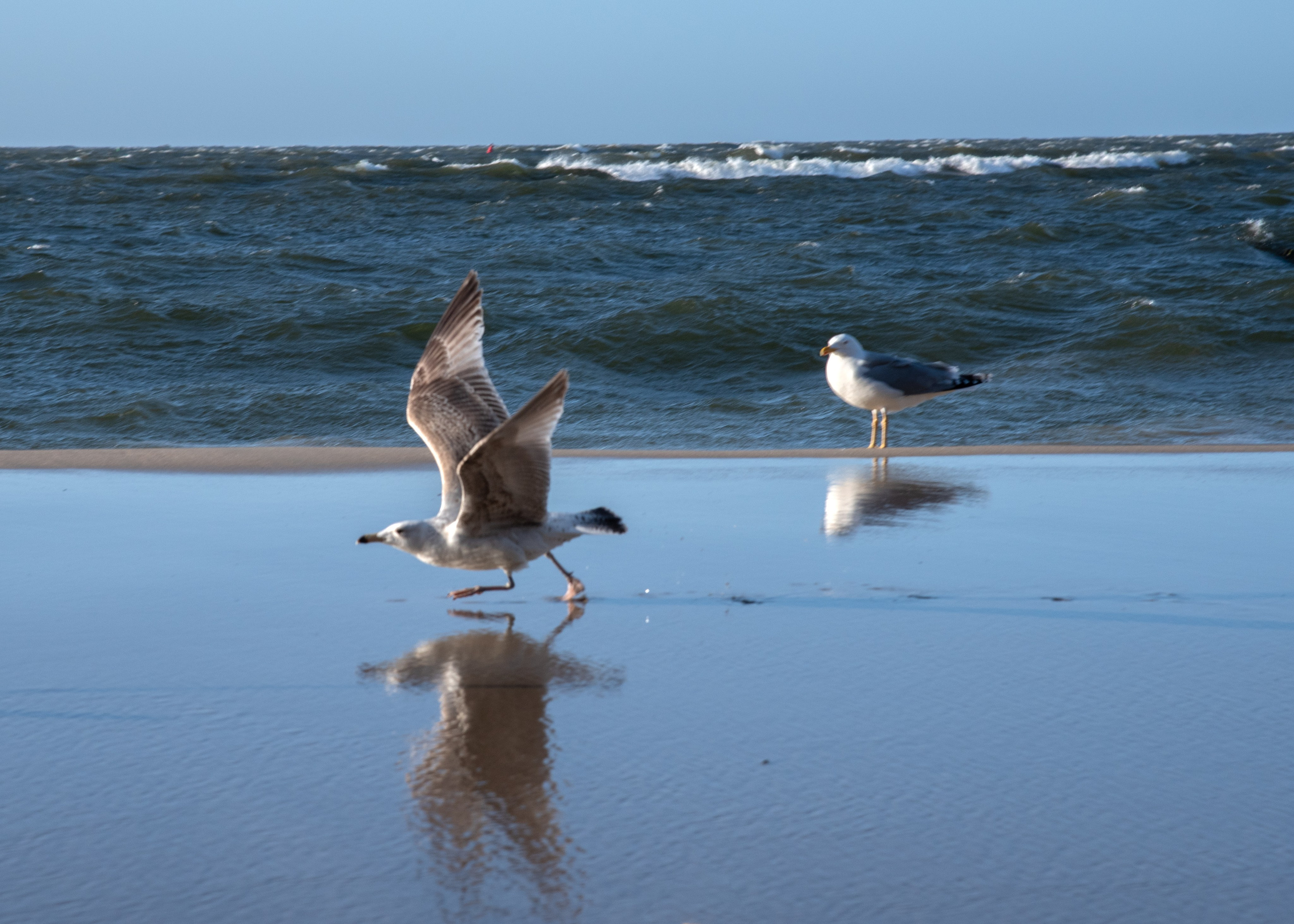 Калининград, Светлогорск. Фотограф Юлия Зимина