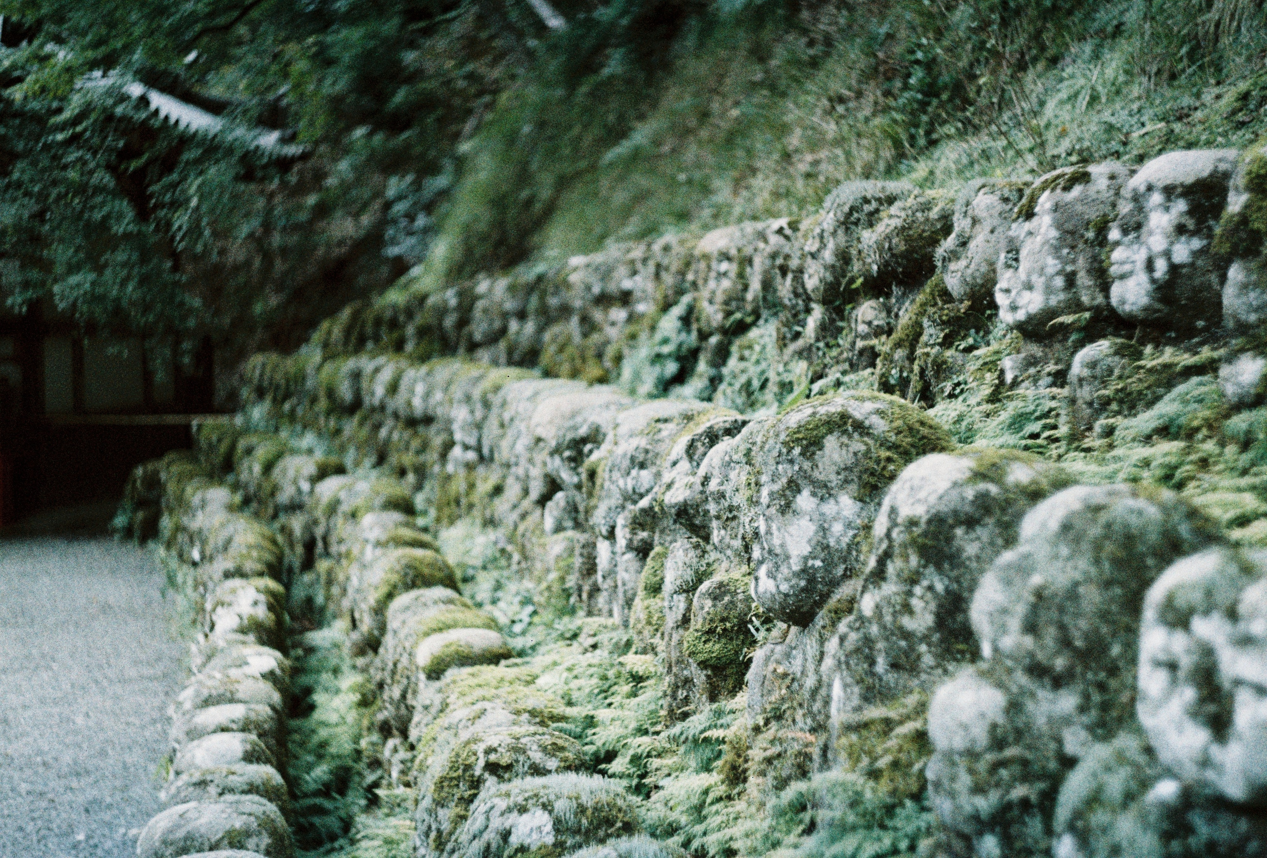 Пленочная фотография в Москве