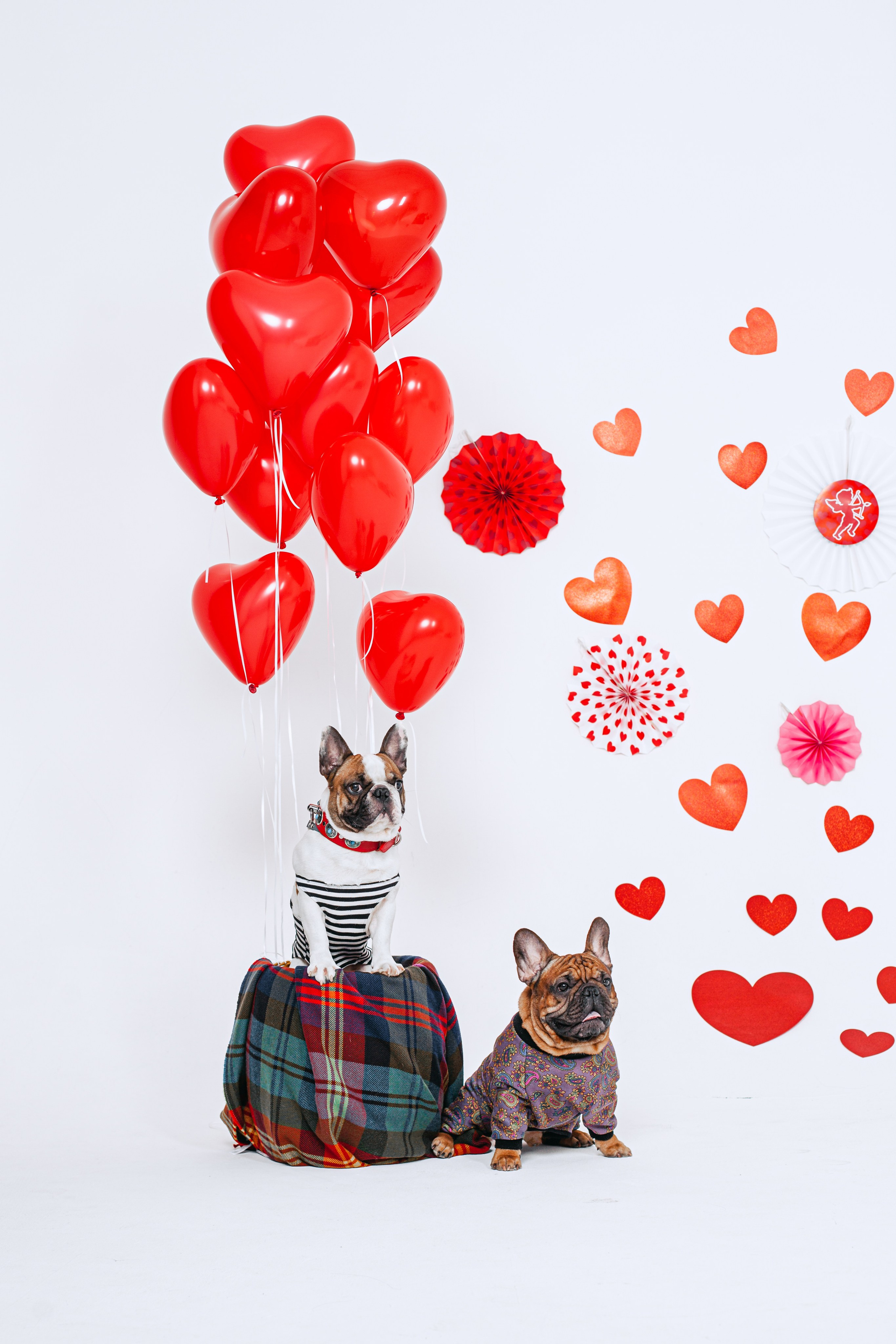 Пижамная вечеринка французских бульдогов и их хозяев. Фотограф-анималист Татьяна Степанова