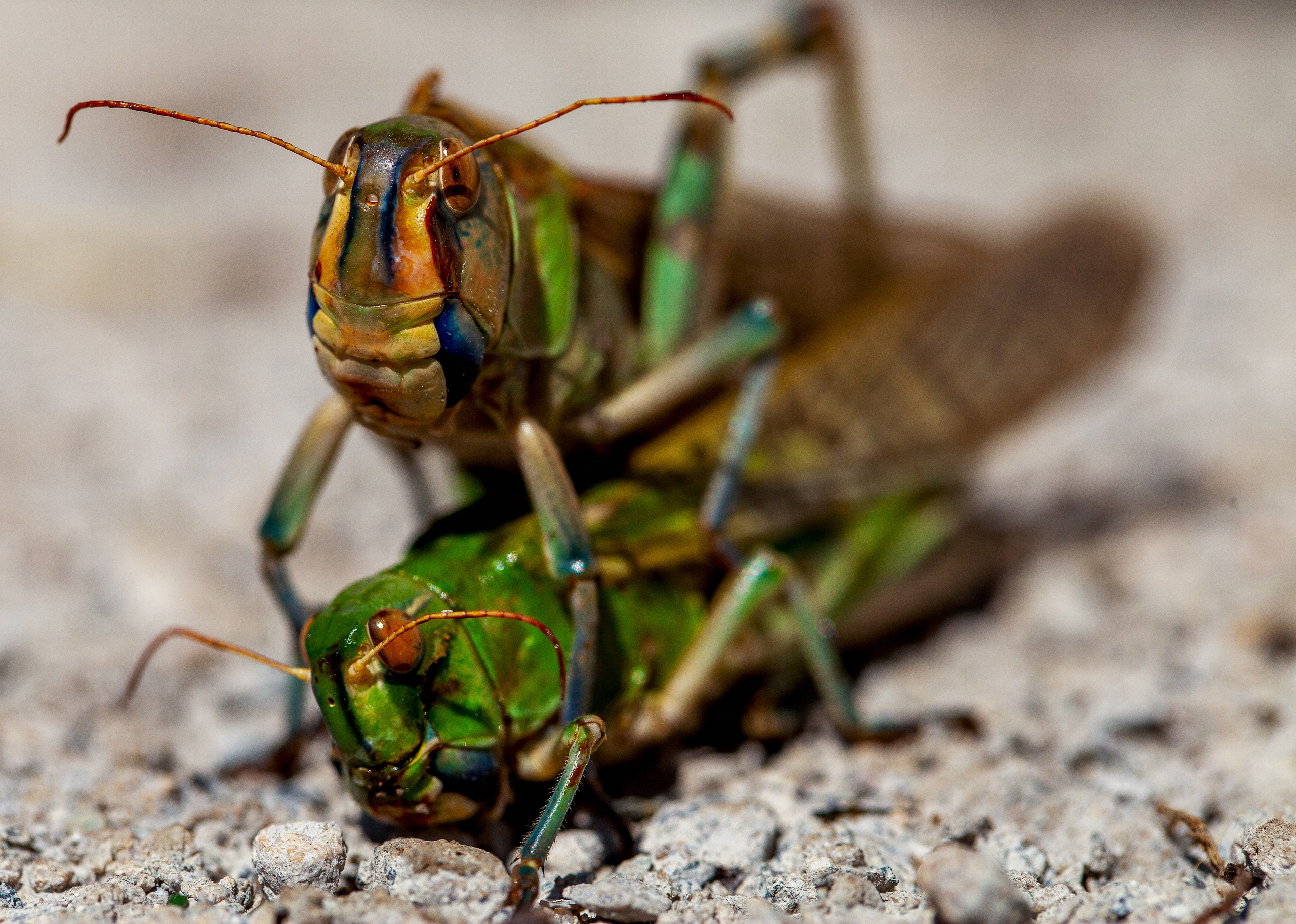 Саранча. Медиапродюсер, фотограф в Минеральных Водах —Виктор Холодов
