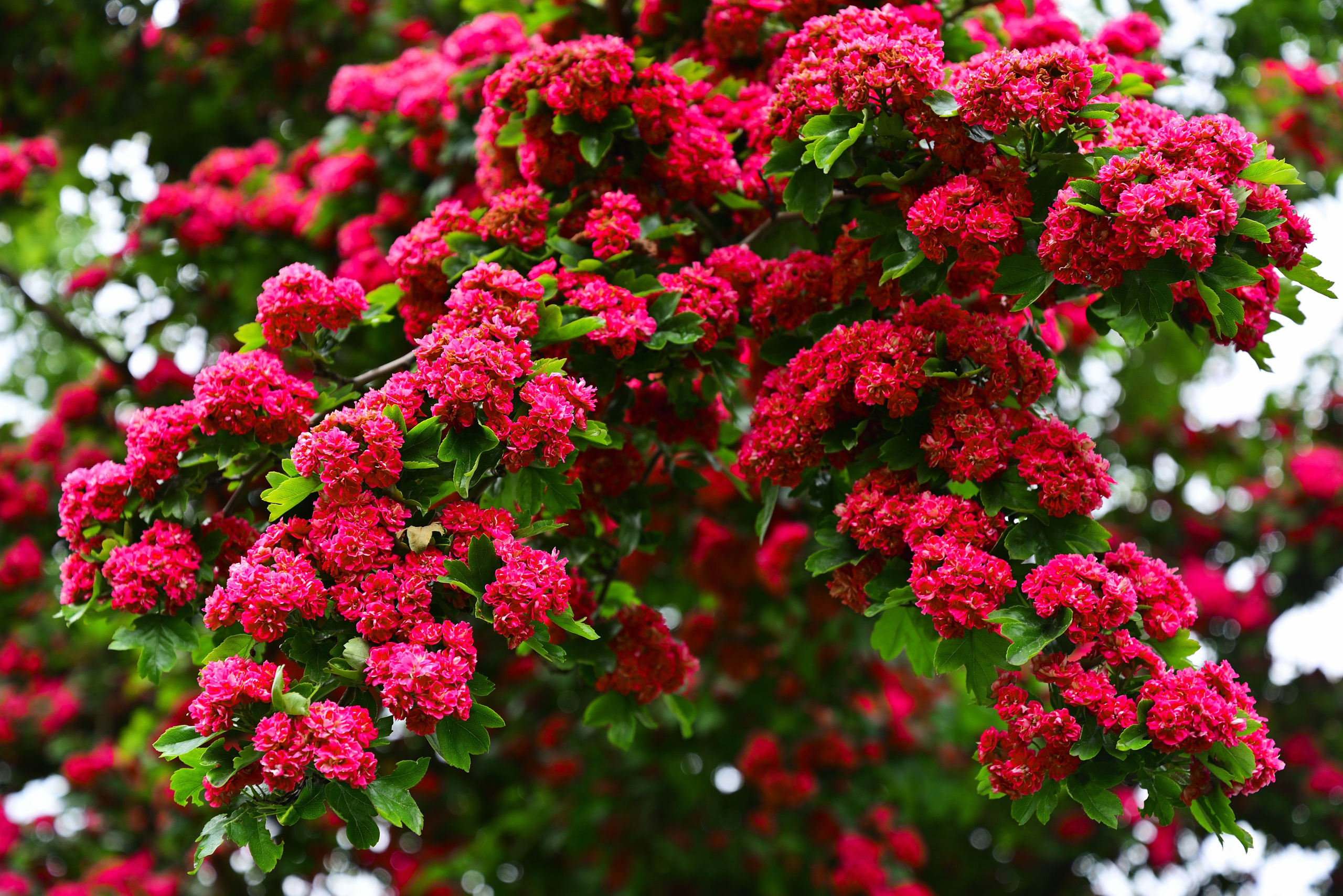 Пейзажи. Фотограф Максим Мицун. Портрет, свадьба, репортаж, каталог