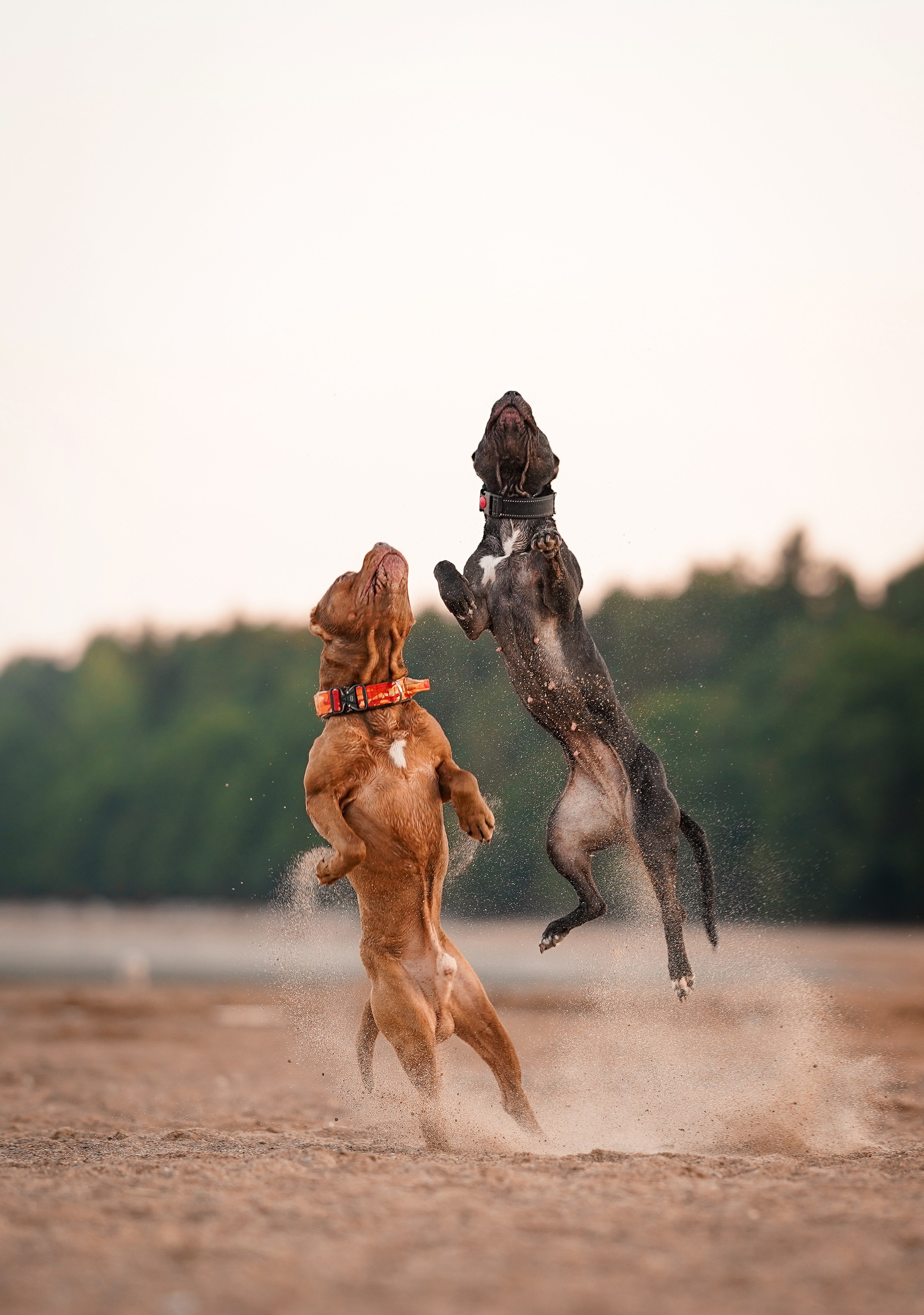 Татьяна Изи и Джем. Фотограф-анималист в Санкт-Петербурге Яна Мартынова