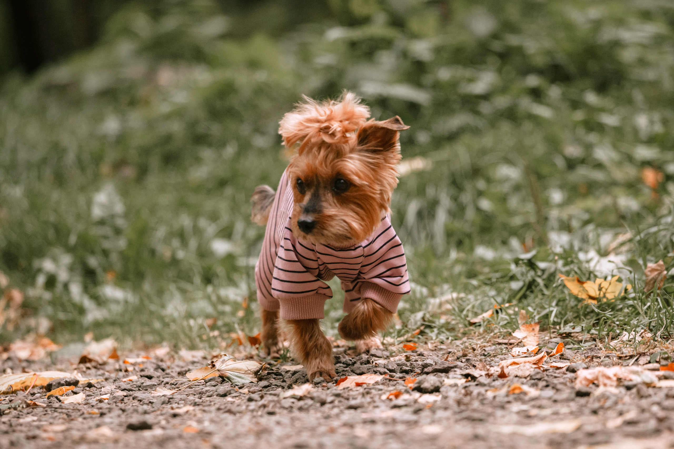 Катя и Моня. Фотограф-анималист Татьяна Степанова