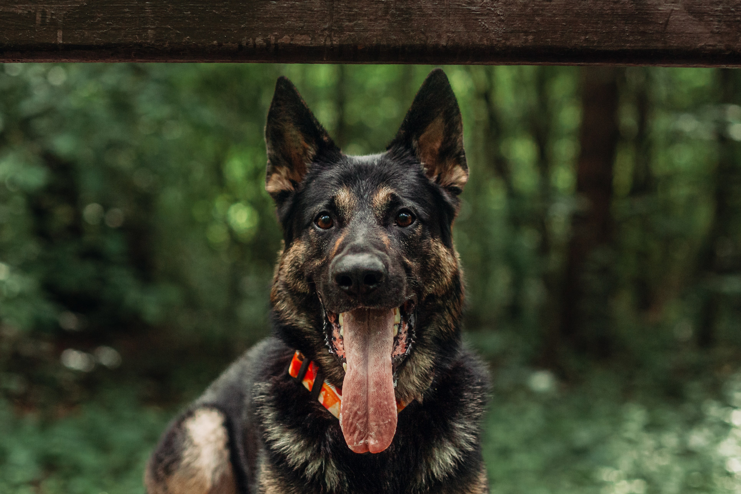 Лесная летняя фотопрогулка. Фотограф-анималист Татьяна Степанова