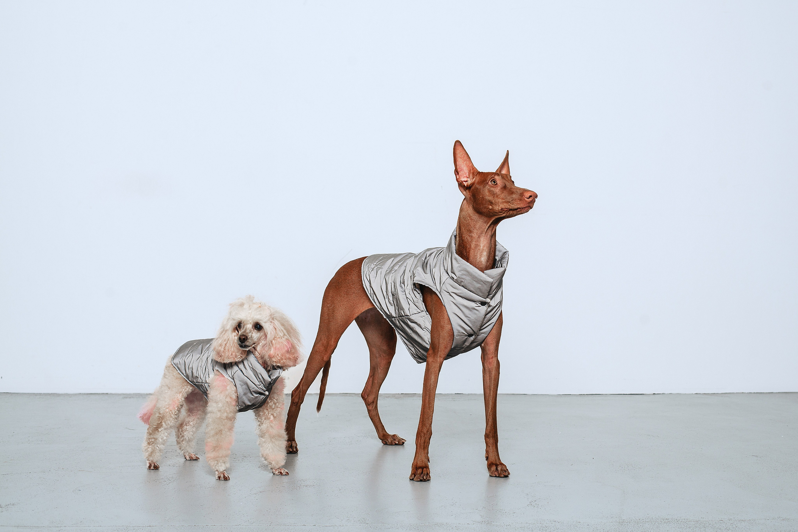 Съемка для бренда TEDDYBOY. Фотограф-анималист Татьяна Степанова