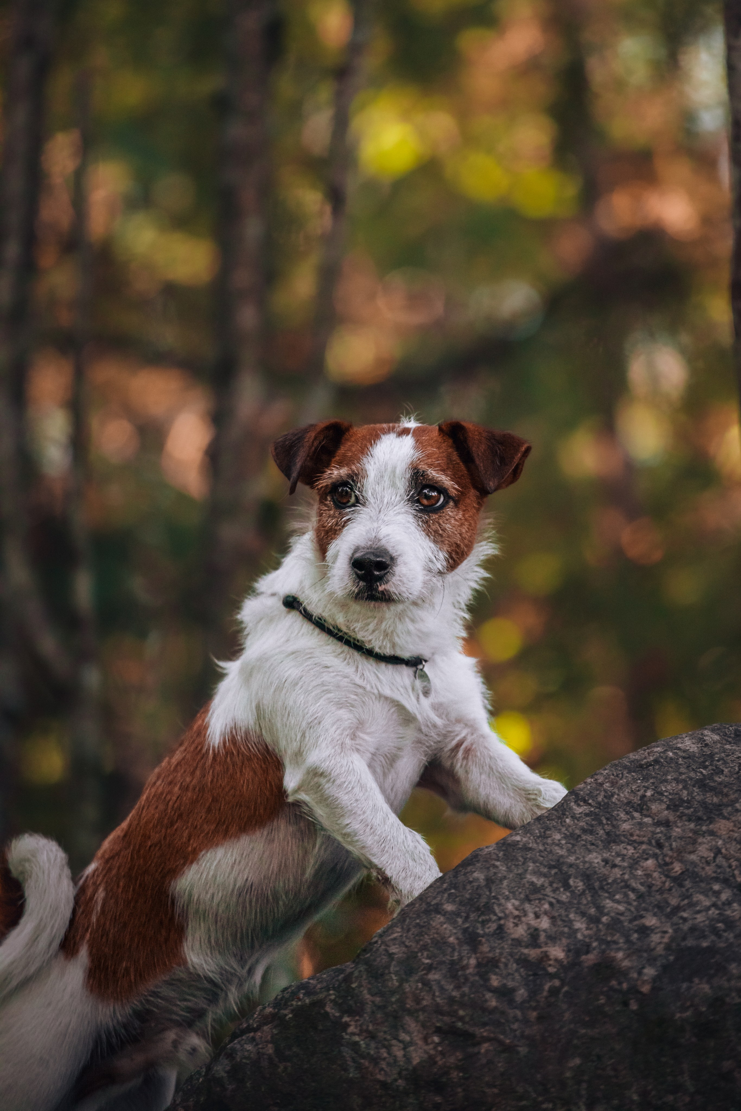 Фотопрогулка в Ленобласти. Фотограф-анималист Татьяна Степанова