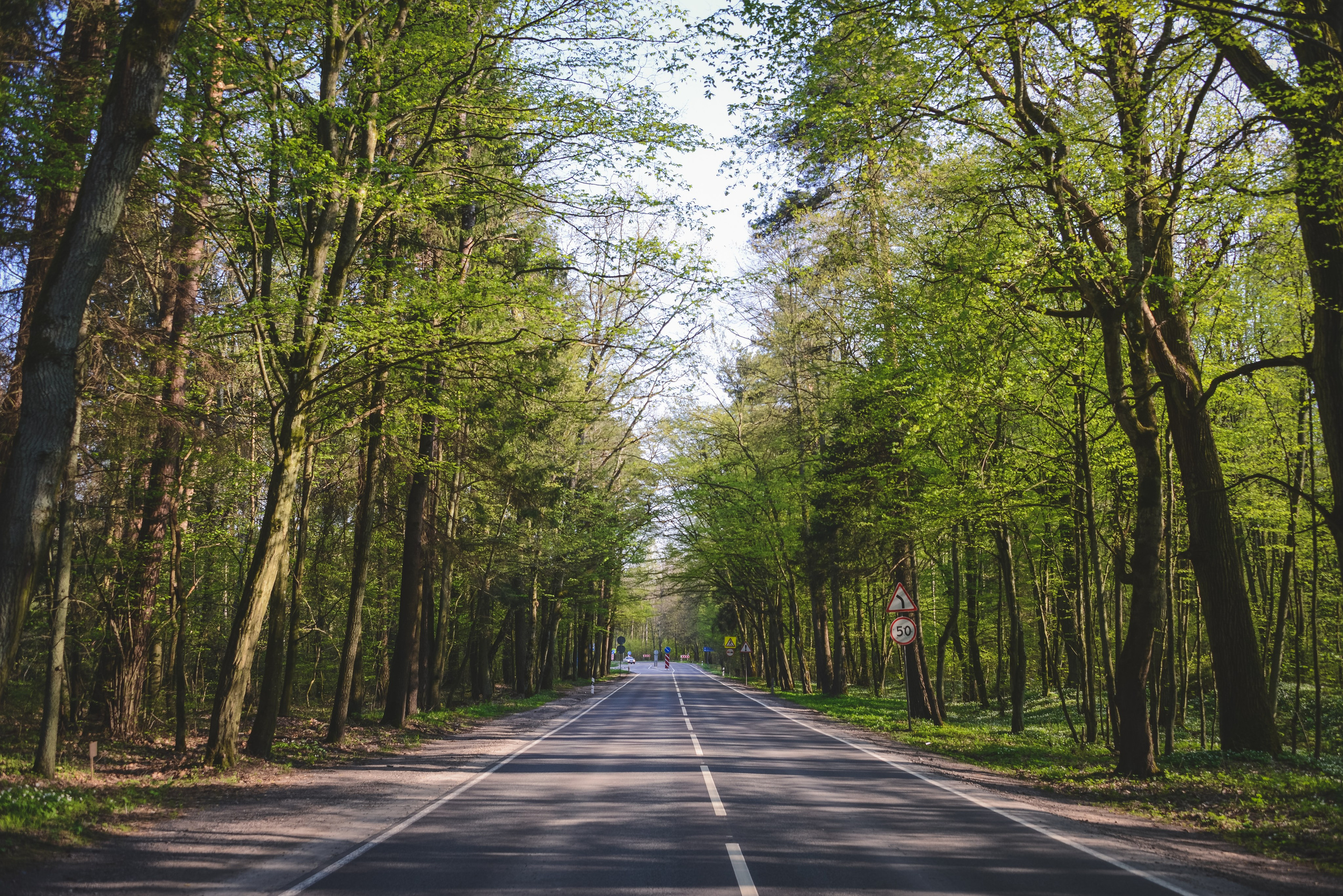 Пустая свободная дорога среди деревьев в солнечный день весной