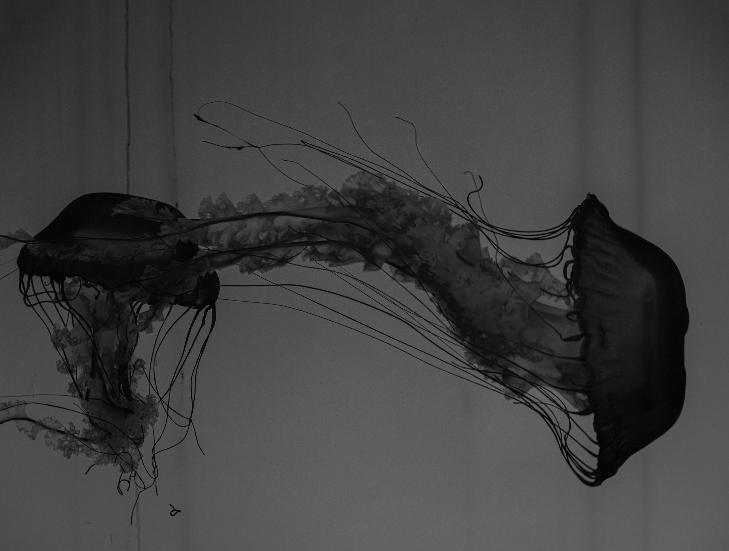 BLACK & WHITE. Art Рhotographer