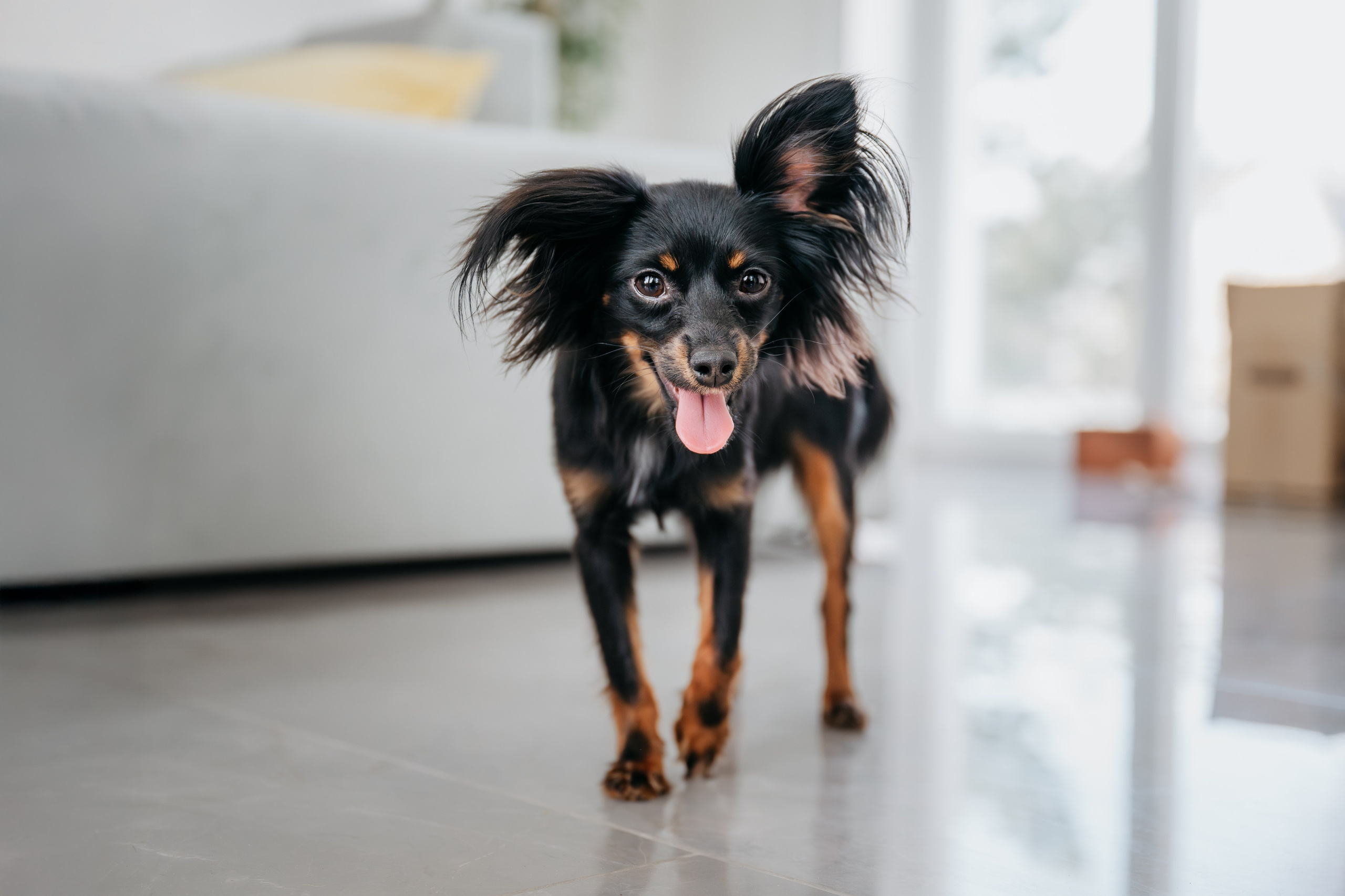 Домашняя съемка. Фотограф Анималист в Москве Анастасия Жучкова