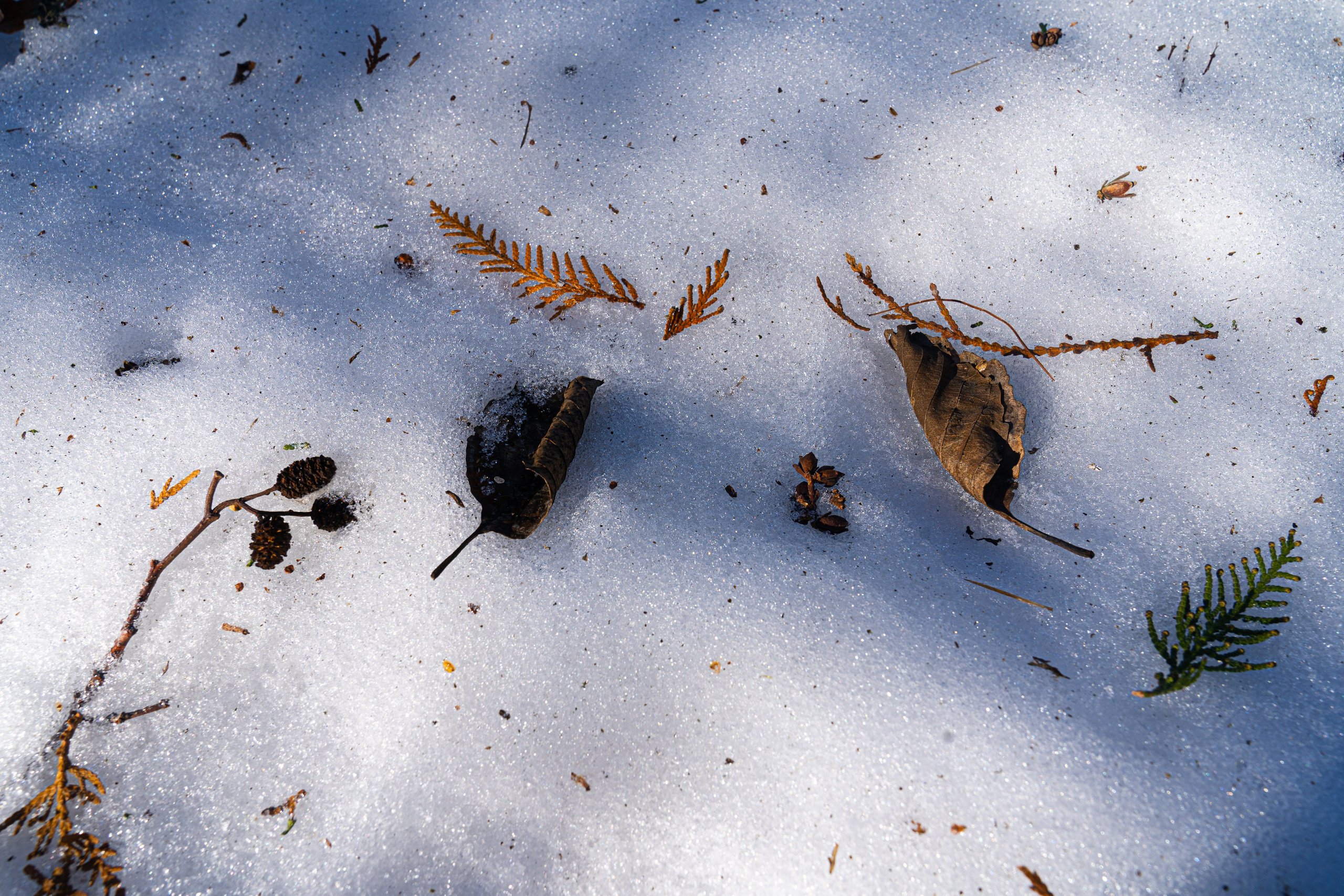 Крещение Марии. Дзешульская, фотограф