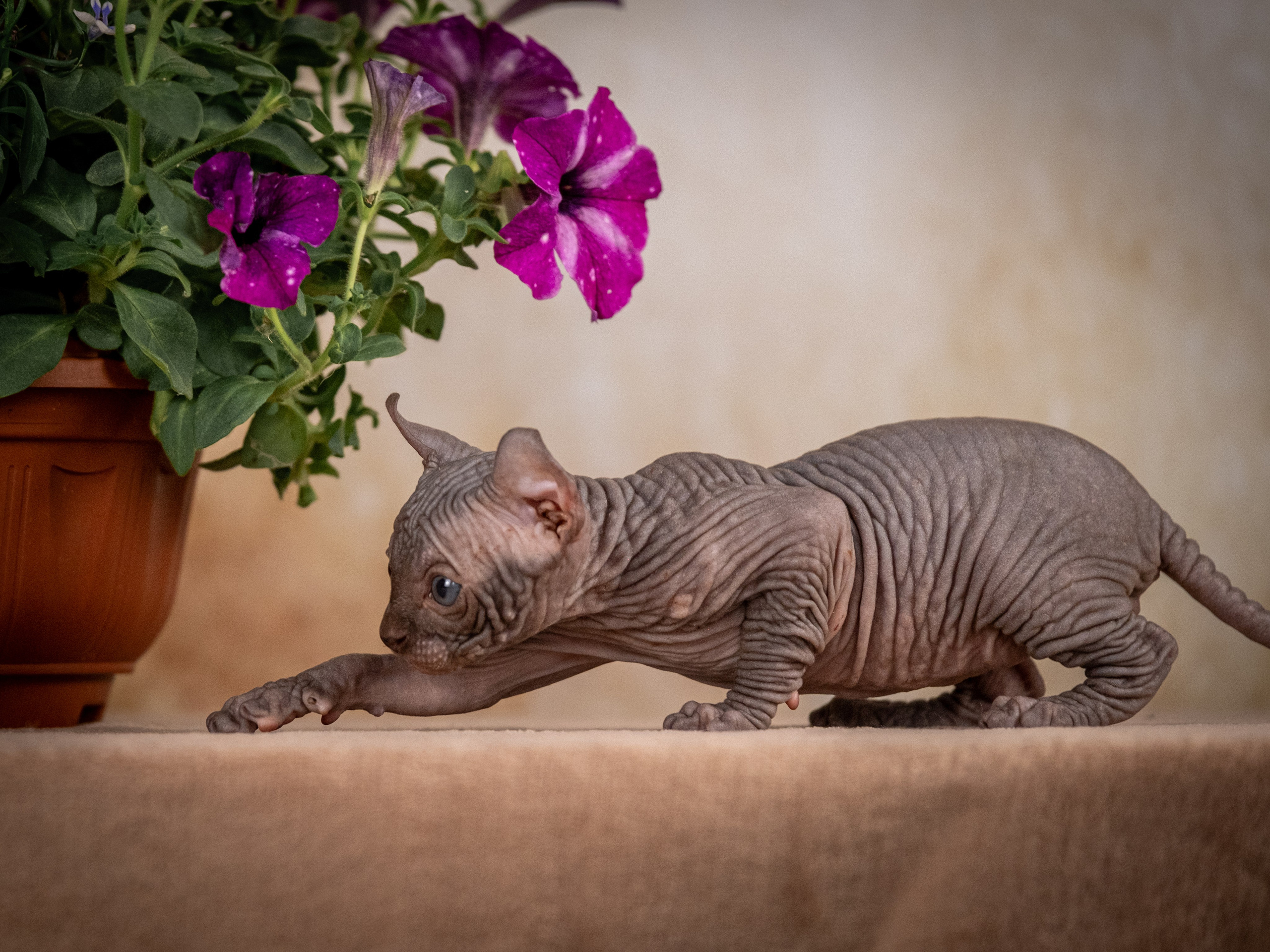 Сфинксы и эльфы для Никиты!. Зоофотограф, фотограф животных в Москве и области Дина Дамоцева