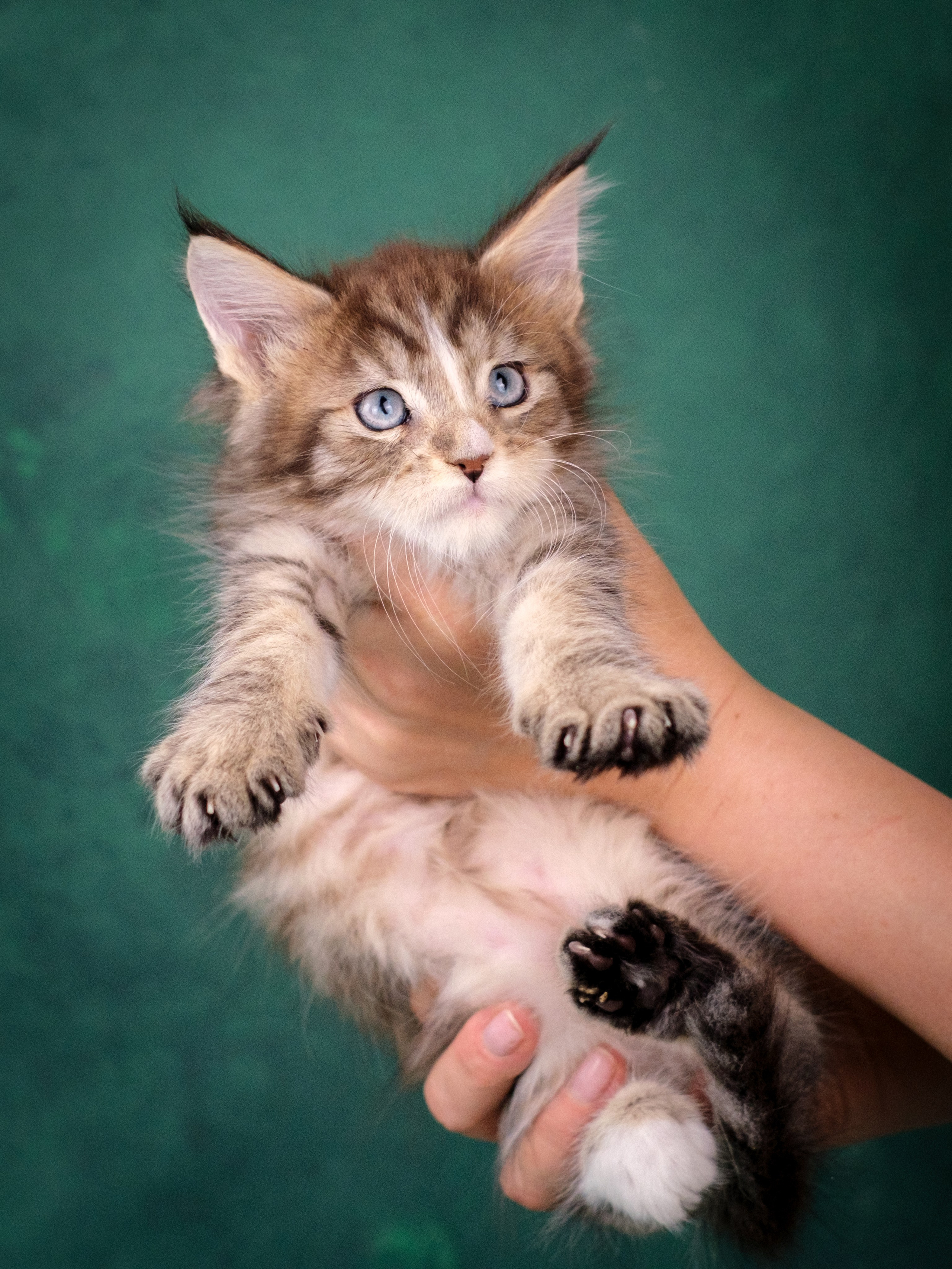 Мейн-куны для Анастасии. Зоофотограф, фотограф животных в Москве и области Дина Дамоцева