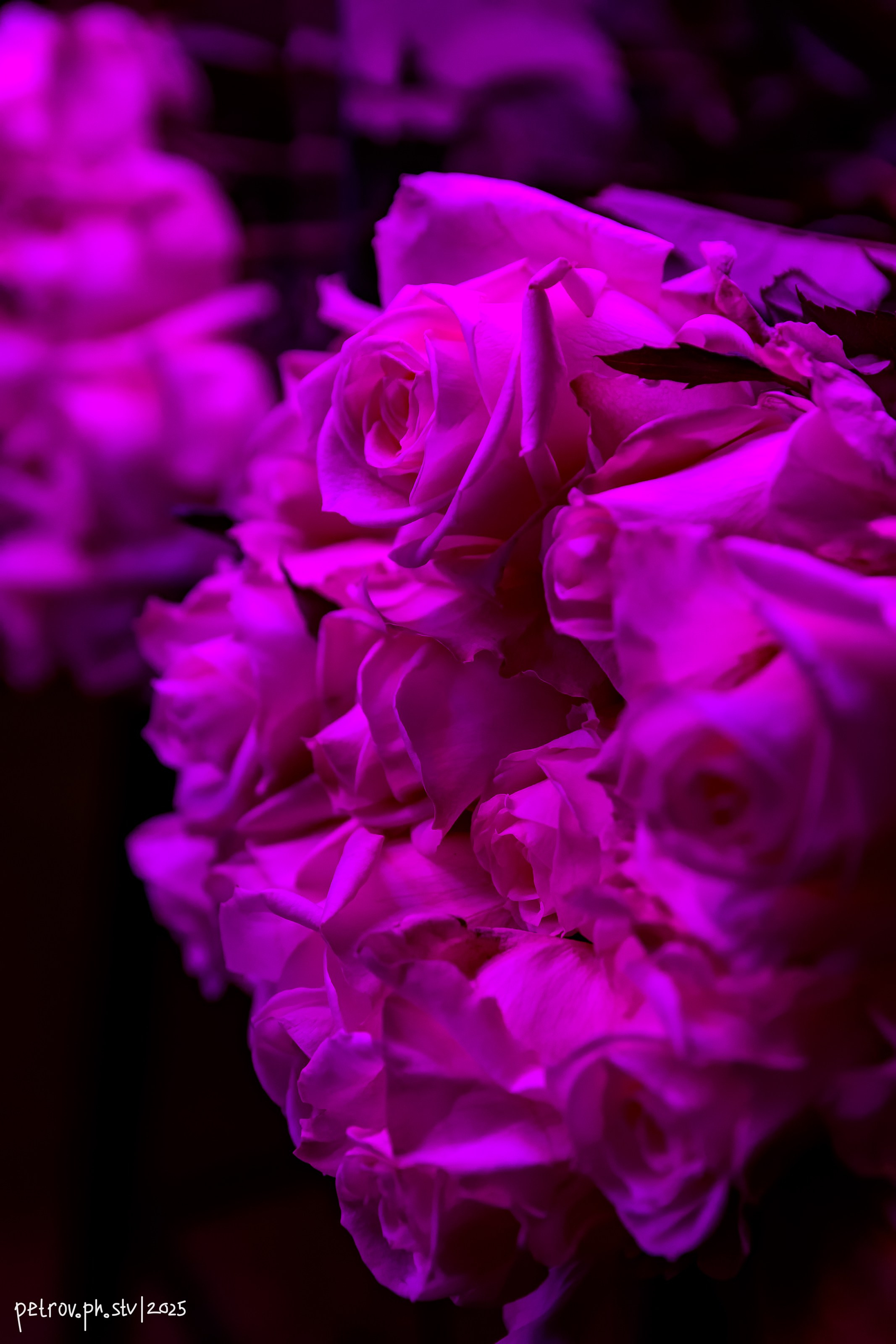 Ночные клубы. Репортажный фотограф в Ставрополе